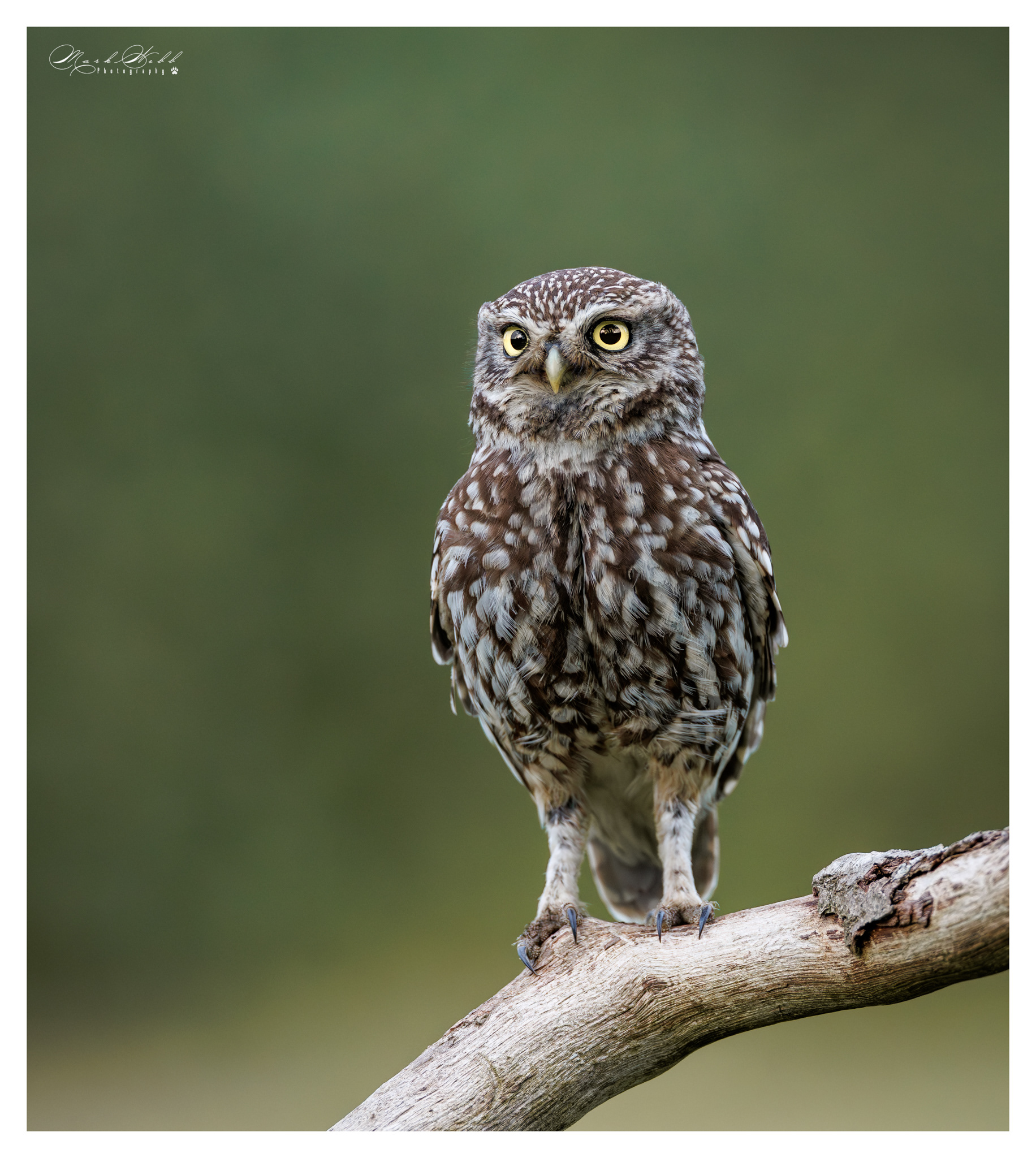 Little Owl Holdenby Estate July 2026