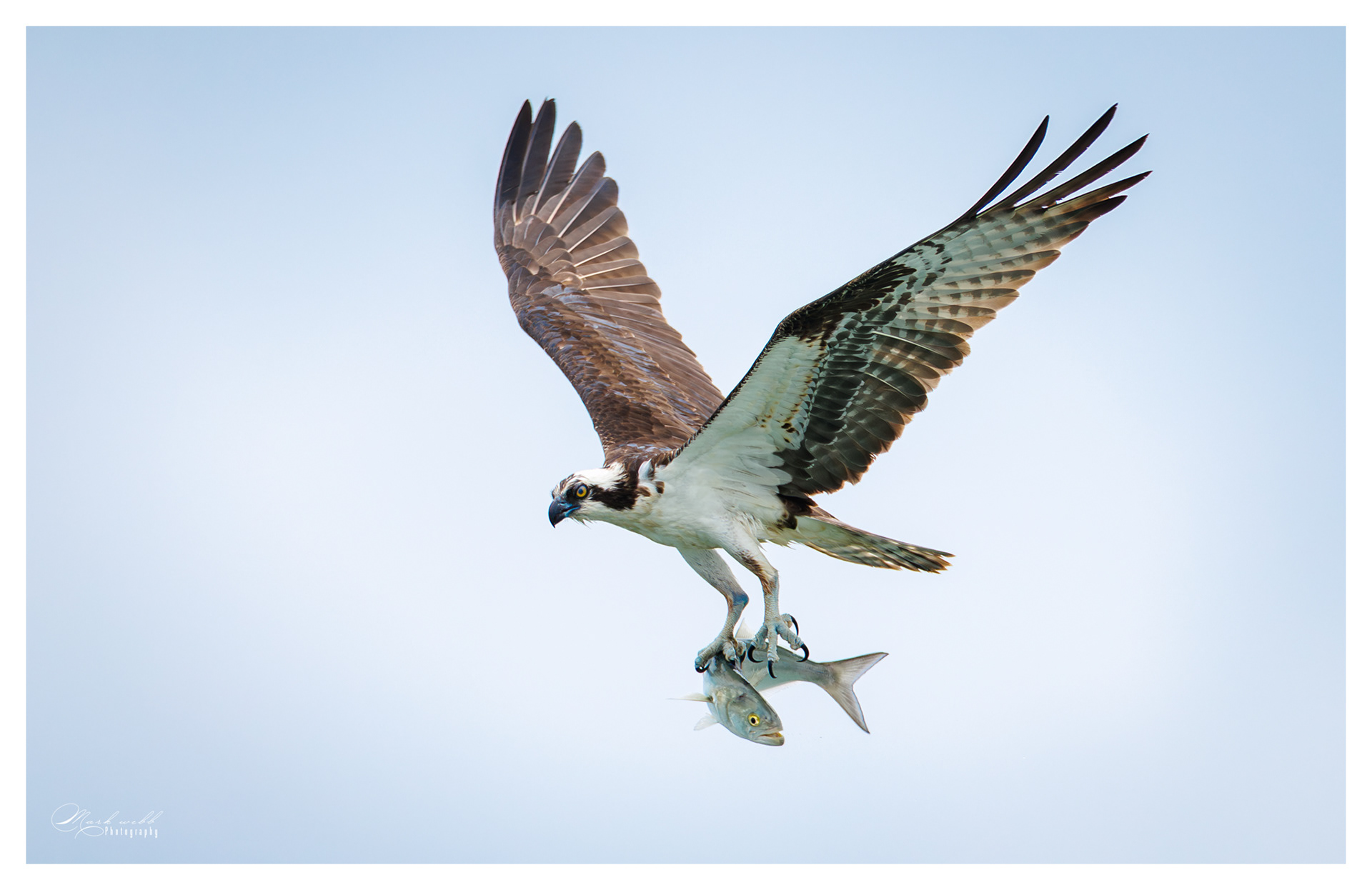 Osprey S Inlet
