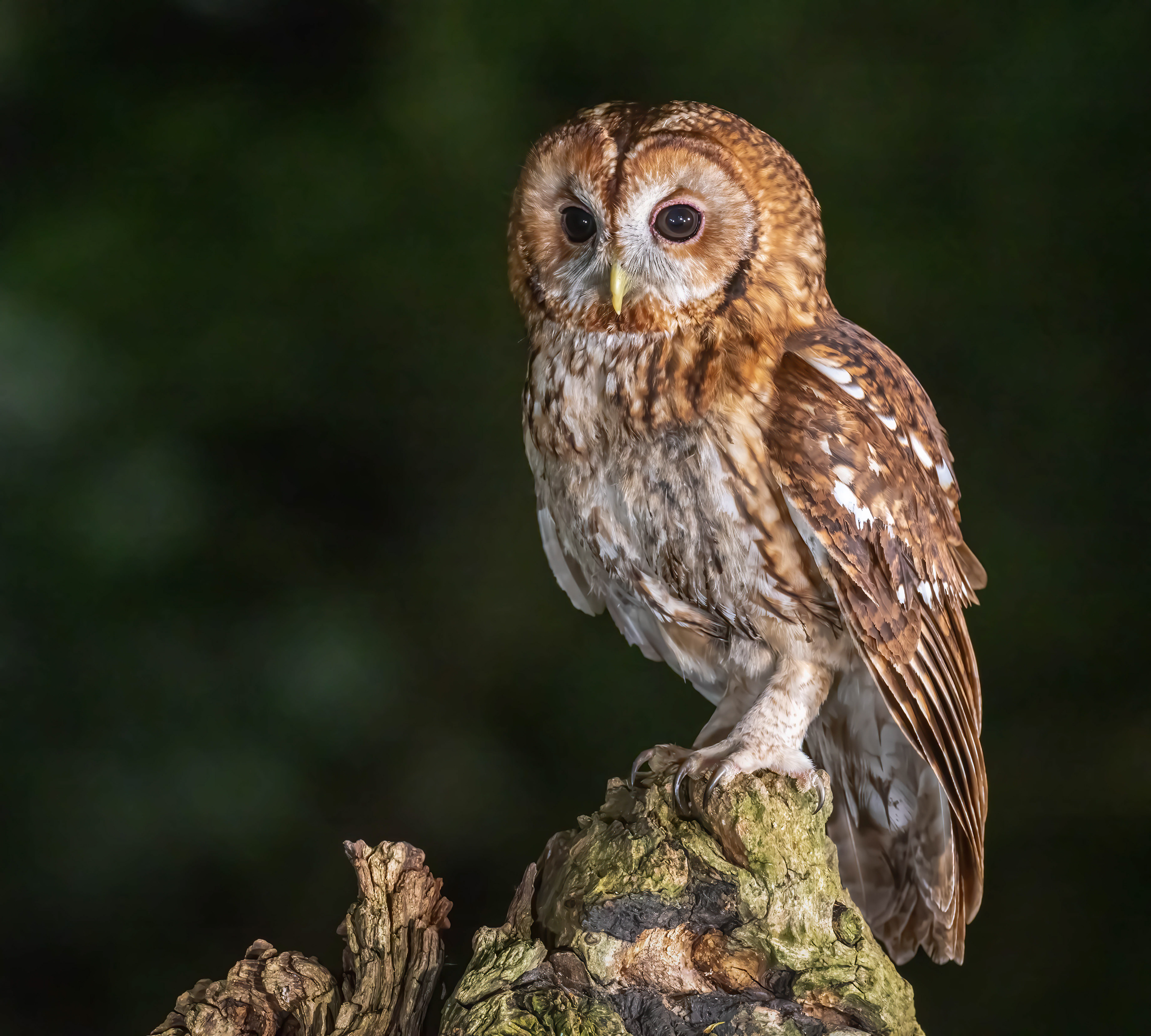 Tawny Owl Hide May 2023