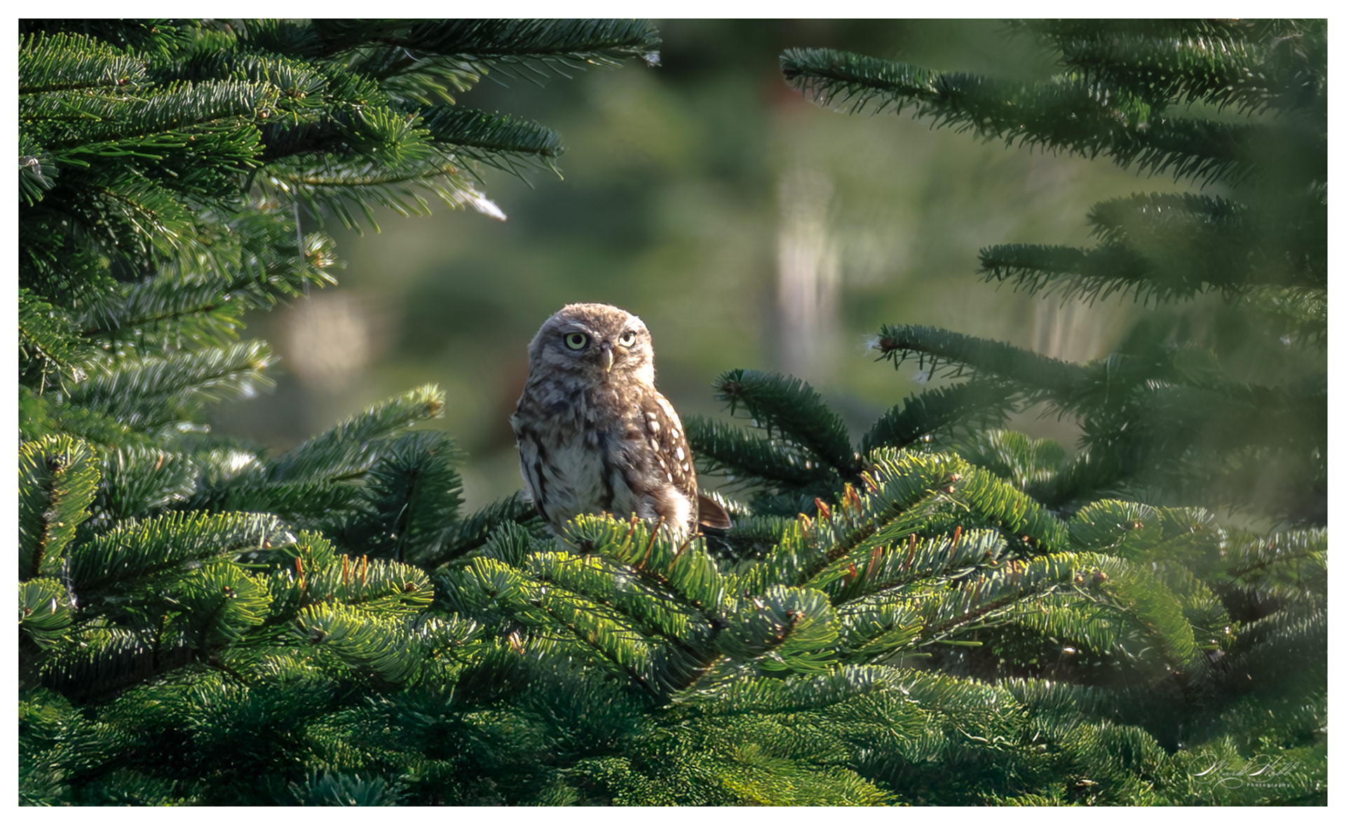 Little Owl Lincolnshire August 2025