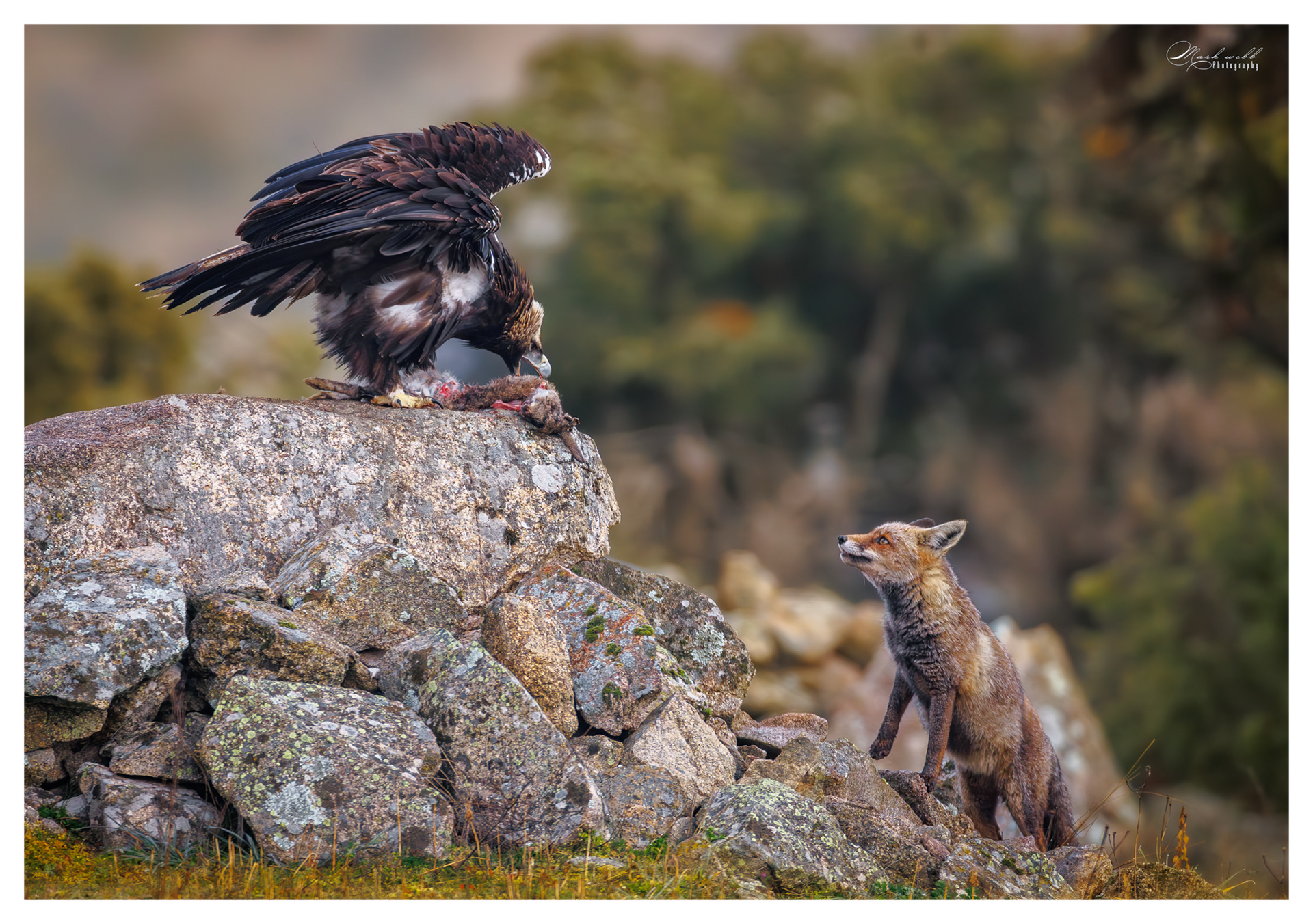 Spanish Imperial Eagle v Fox