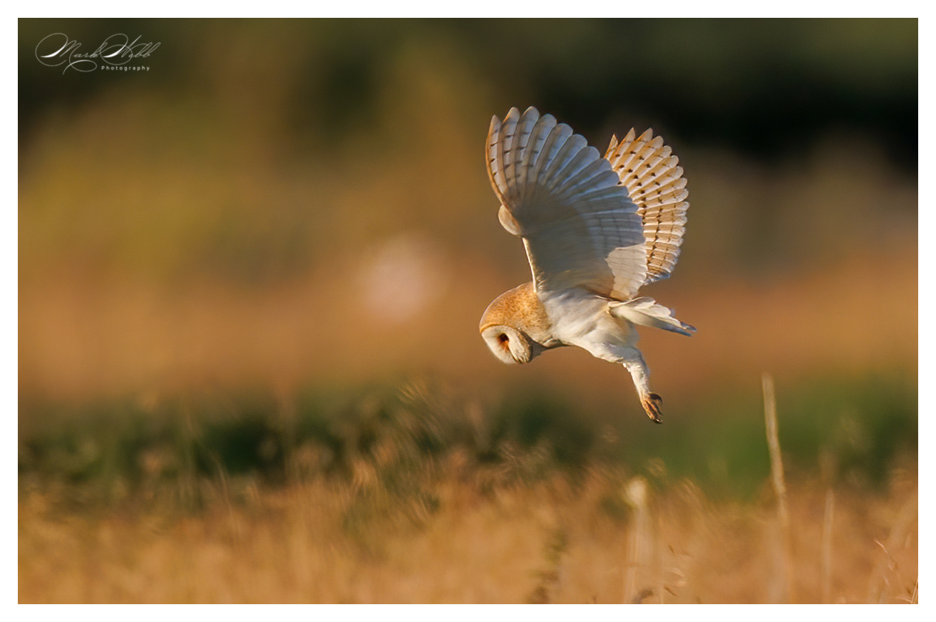 Barn Owl Summer Leys July 2024
