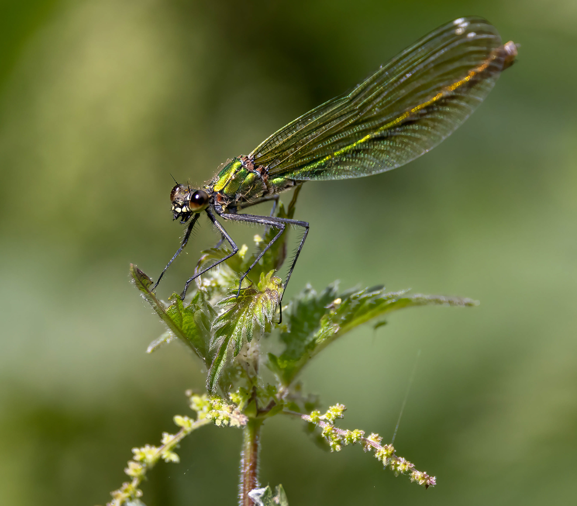 Female B Demoiselle Titchmarsh June 2023