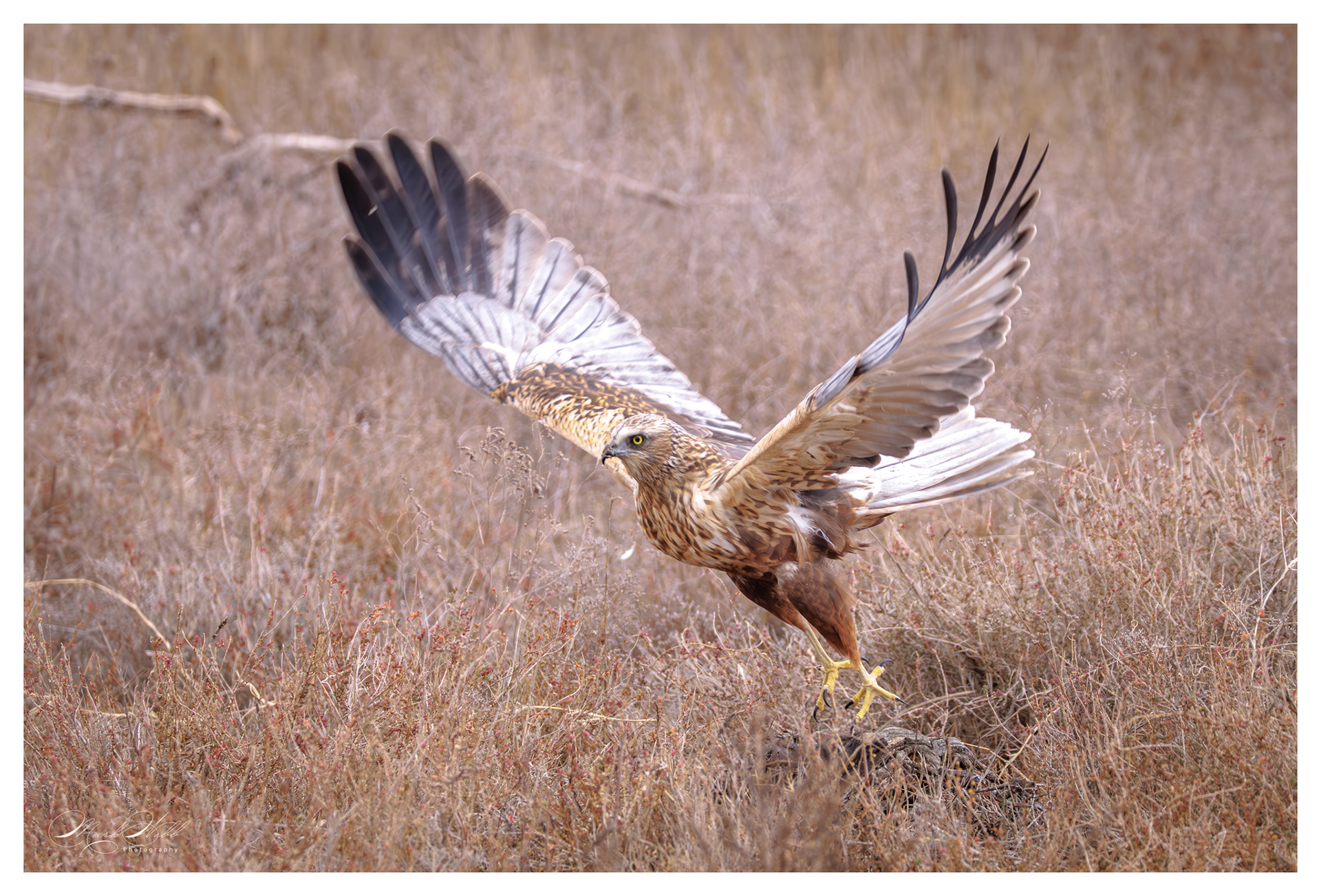 Marsh Harrier