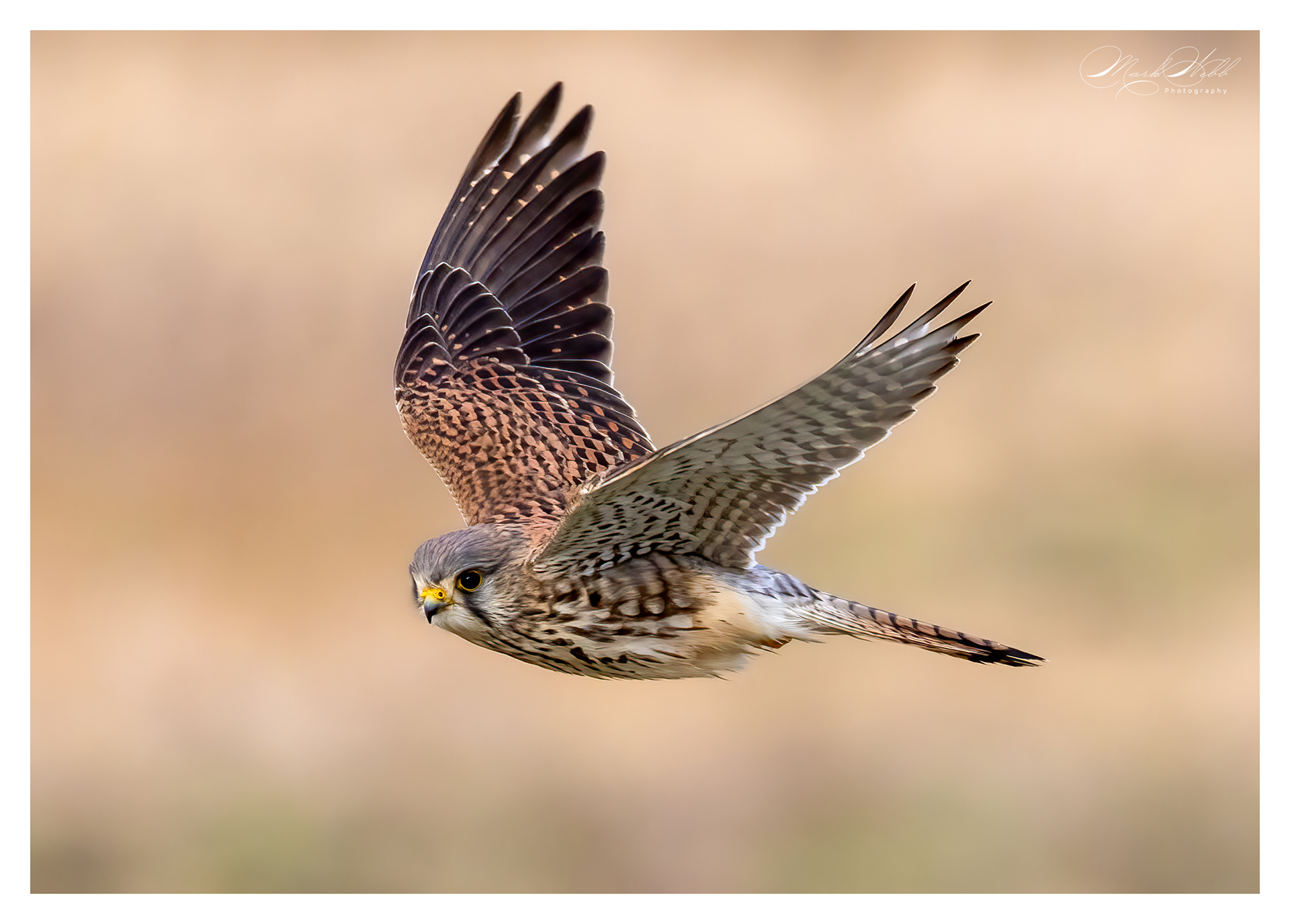 Kestrel Burwell Fen January 2024