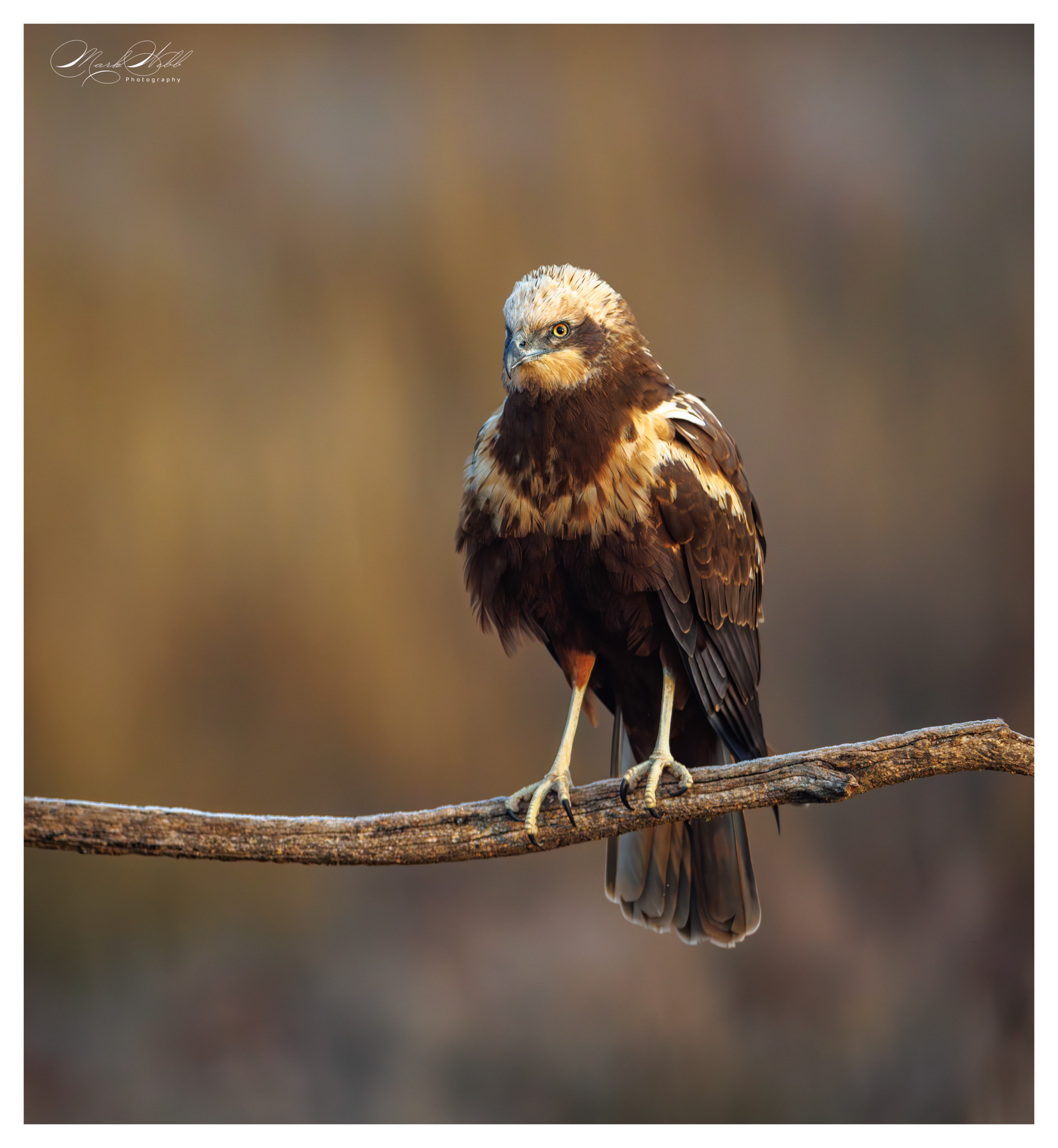 Marsh Harrier