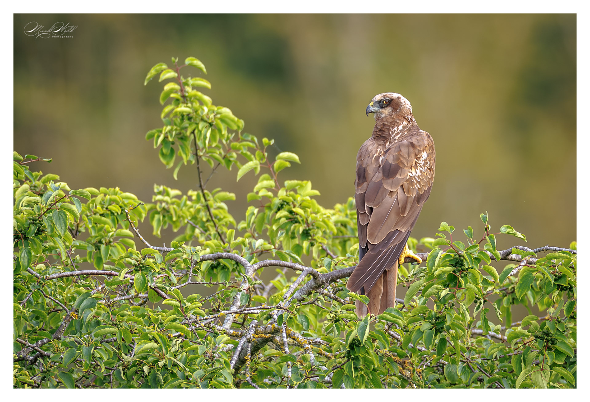 Marsh Harrier Fowlmere July 2025