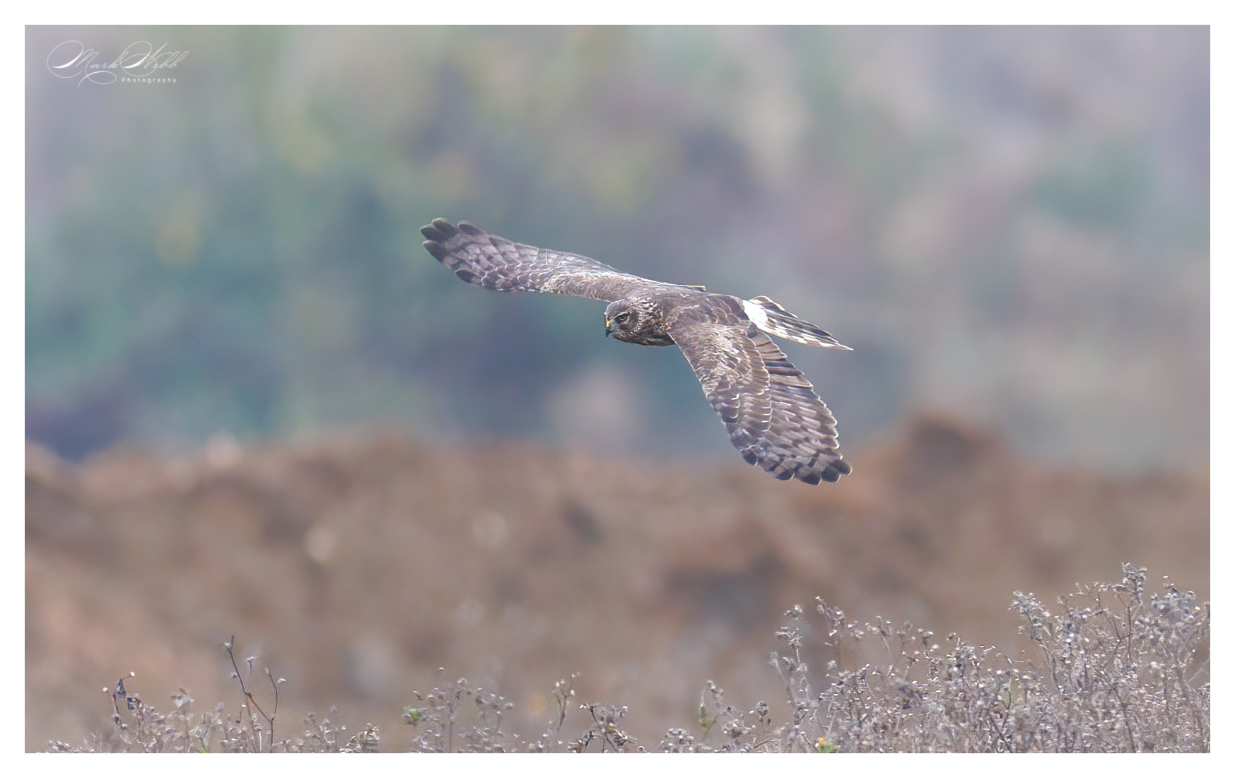 Hen Harrier Whiston Lock November 2024