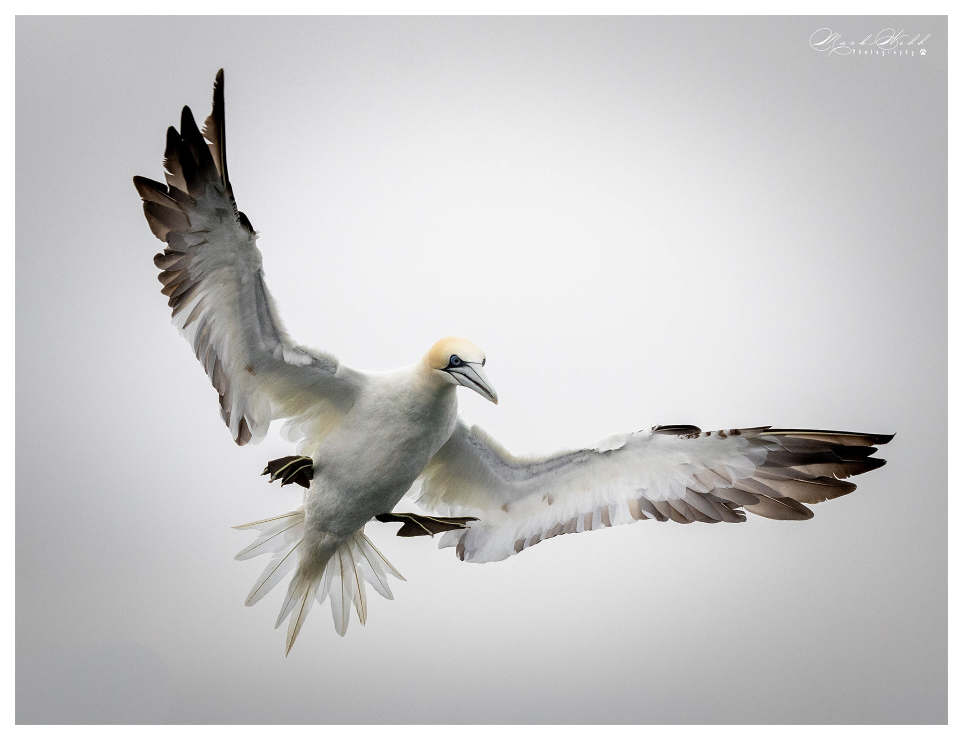 Bridlington Gannet Boat Trip August 2023