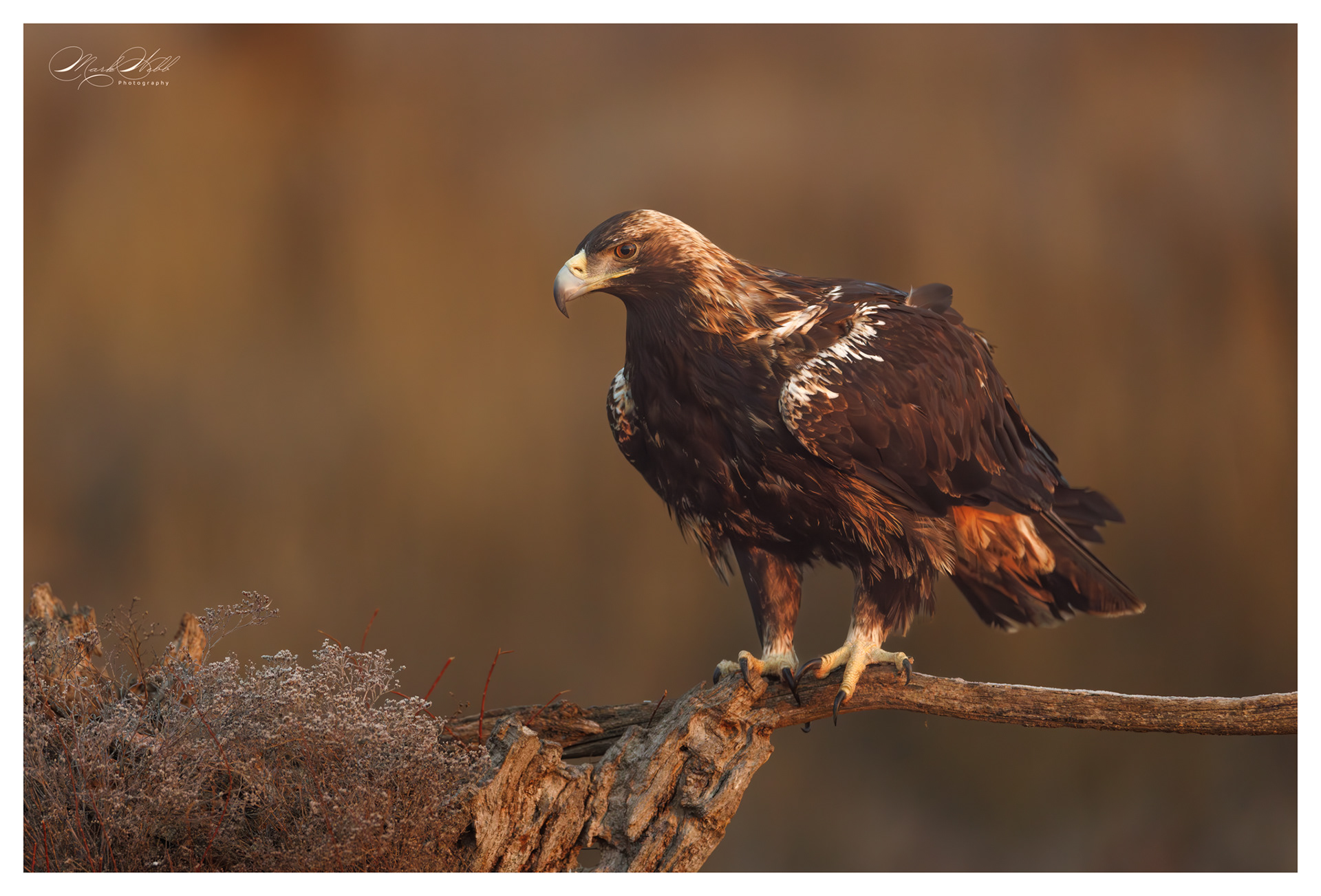 Spanish Imperial Eagle