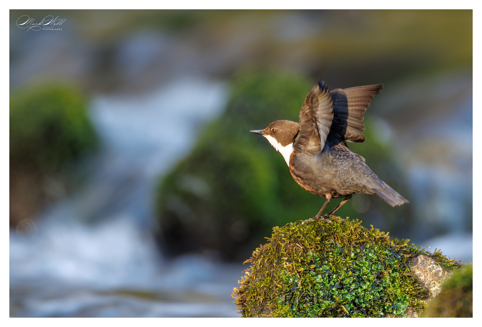 Dipper Millers Dale April 2025