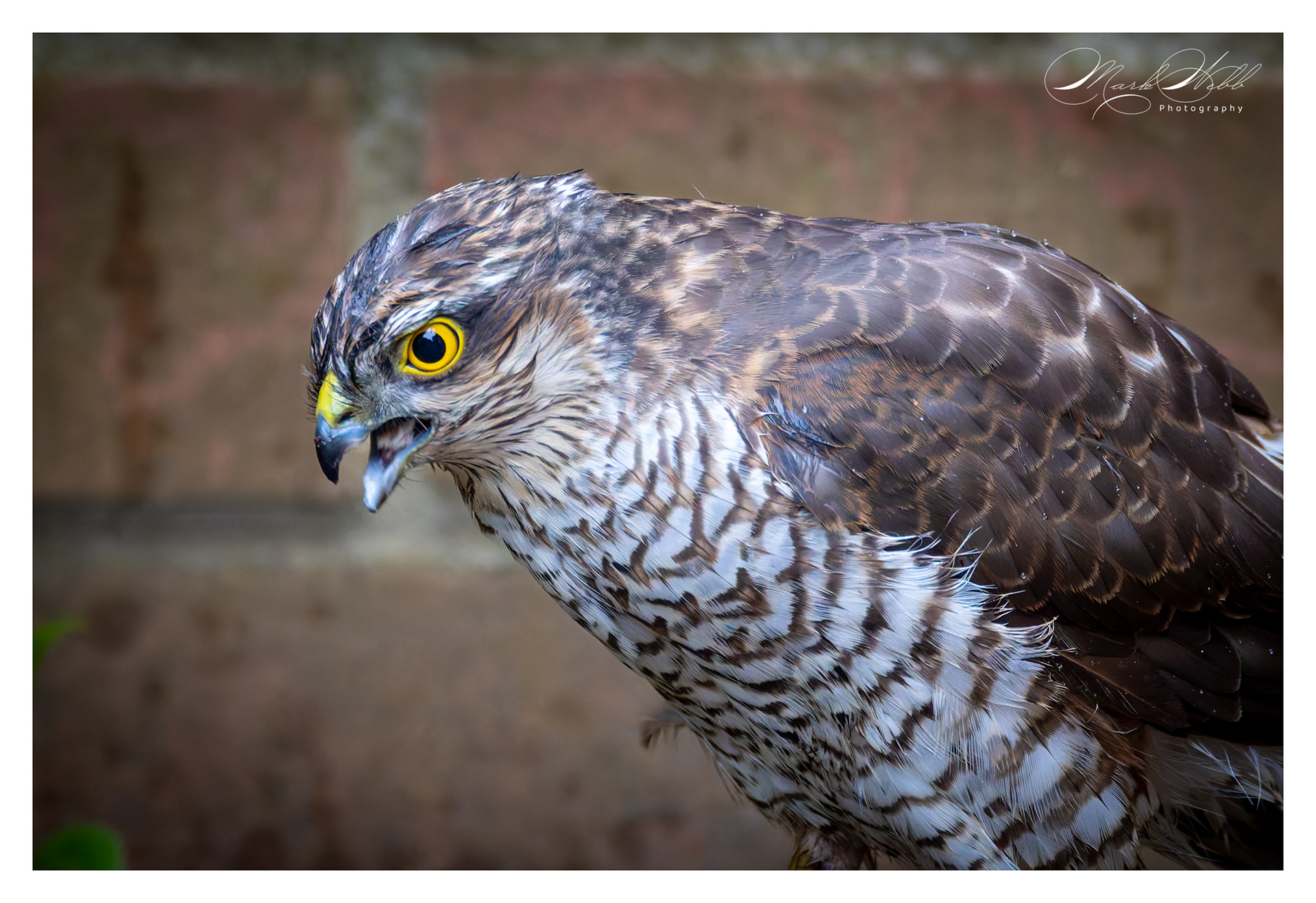 Sparrowhawk Garden April 2024
