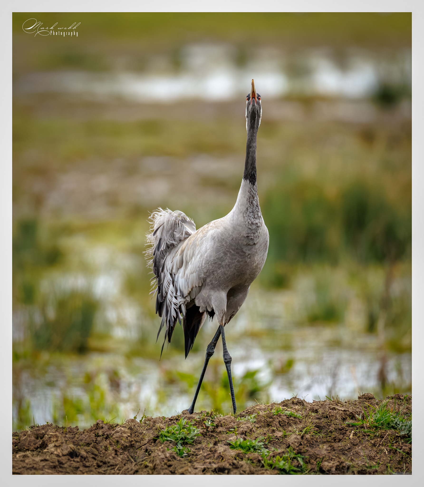 Cranes Willow Tree Fen March 2026