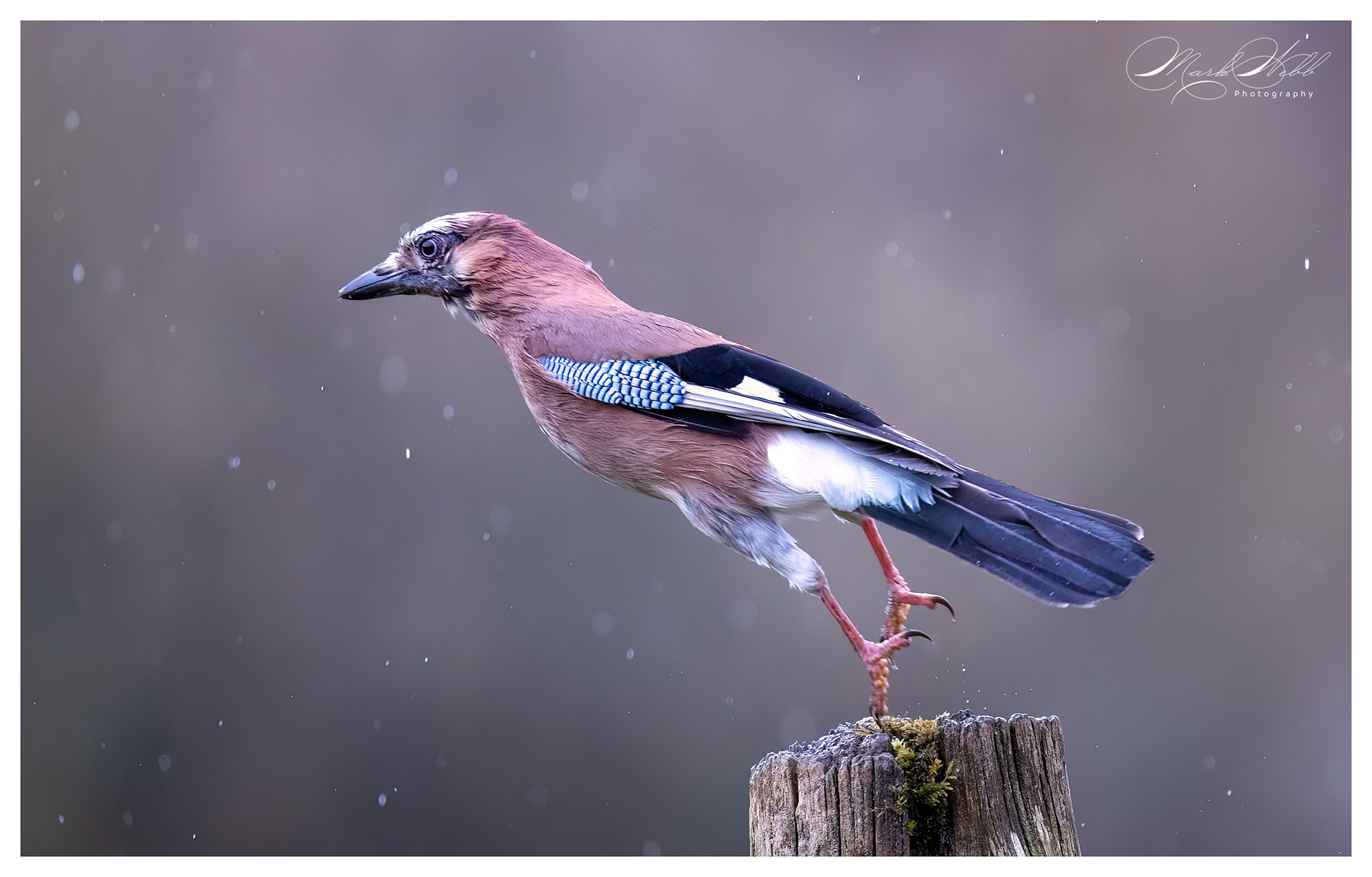 Jay Bournemouth March 2024