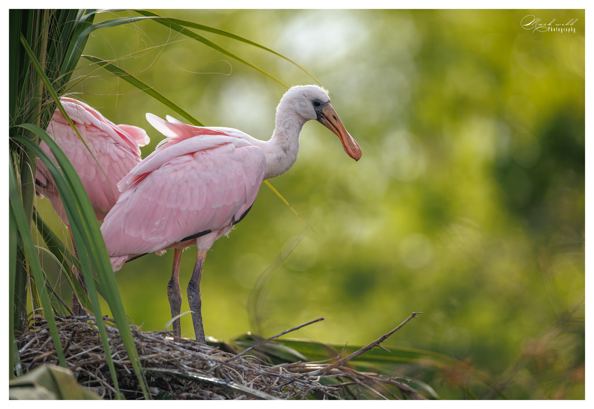 Roseatte Spoonbill