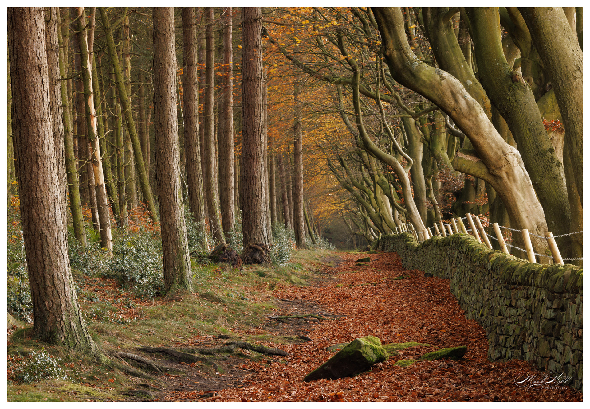 Upper Moor Trees