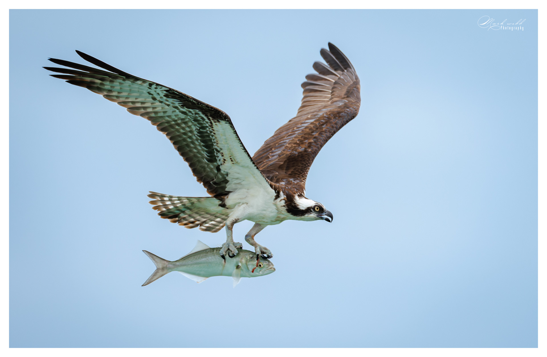 Osprey S Inlet
