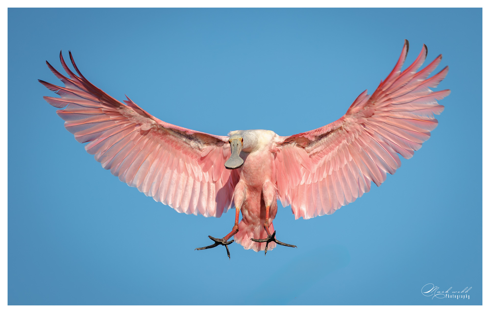 Roseatte Spoonbill