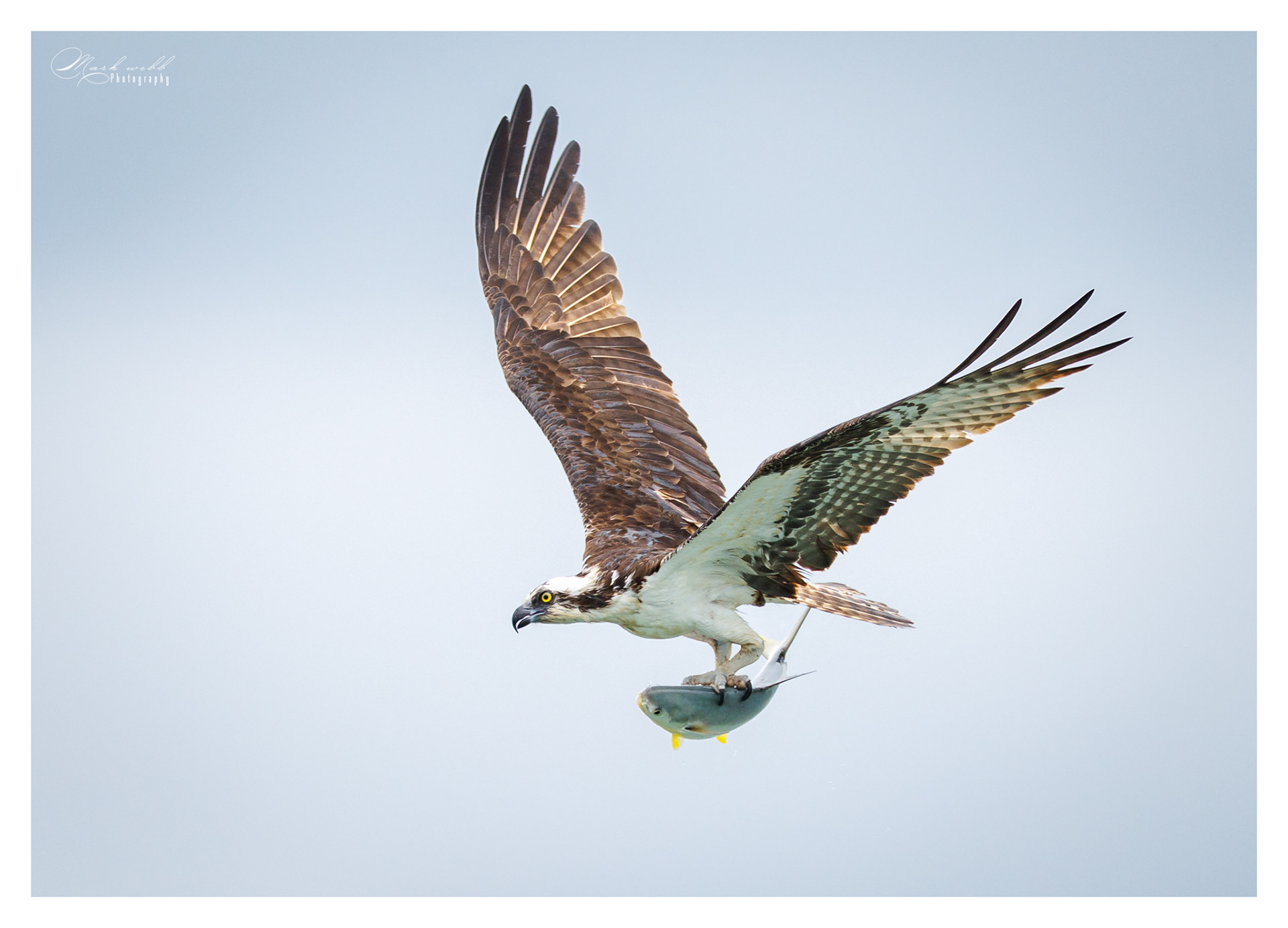 Osprey S Inlet
