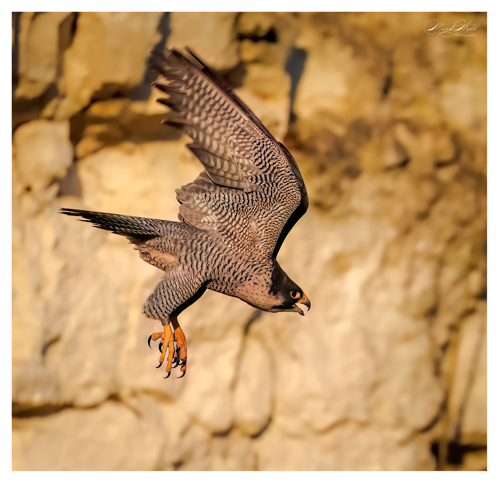 Peregrine Falcon Cherry Hinton April 2025