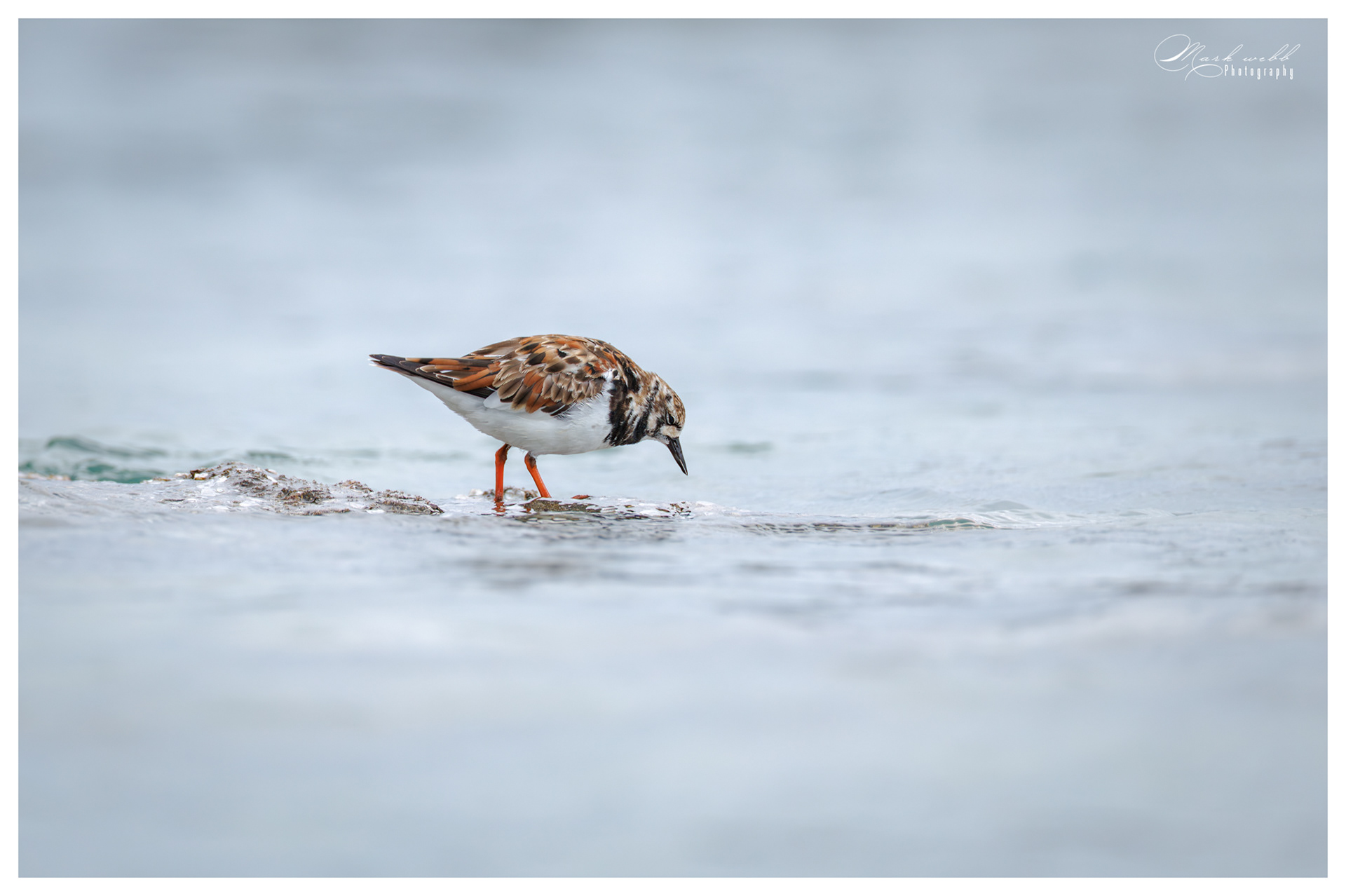 Turnstone S Inlet