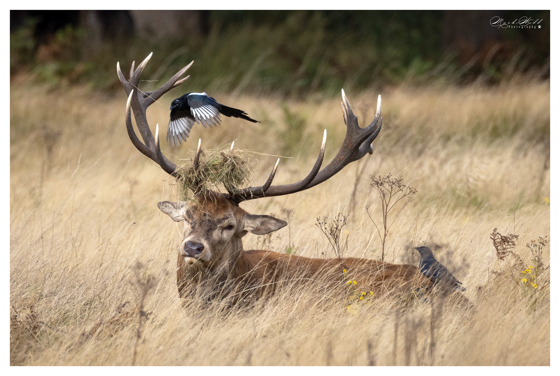 Richmond Park October 2023