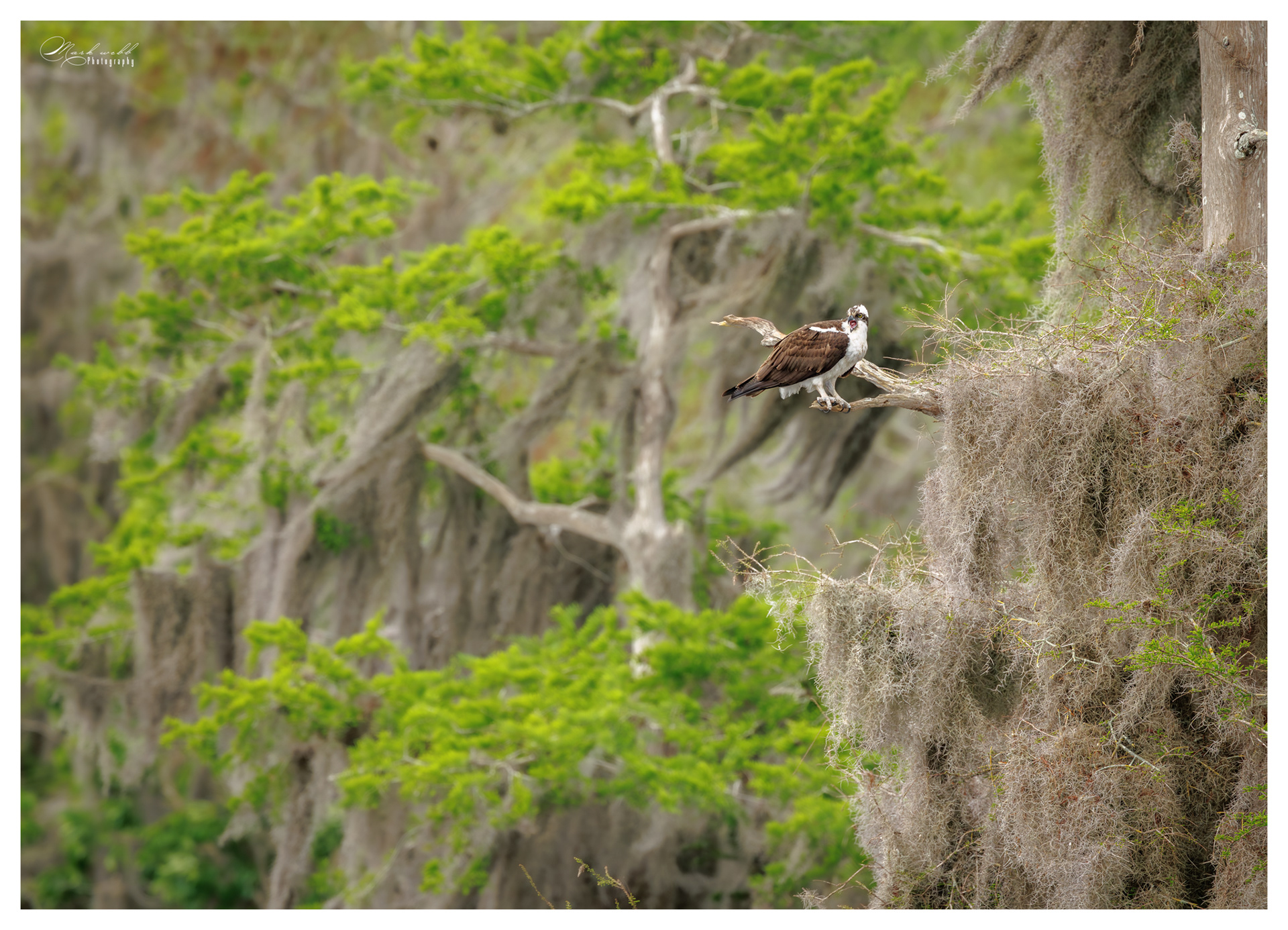 Osprey Blue Cypress Lake