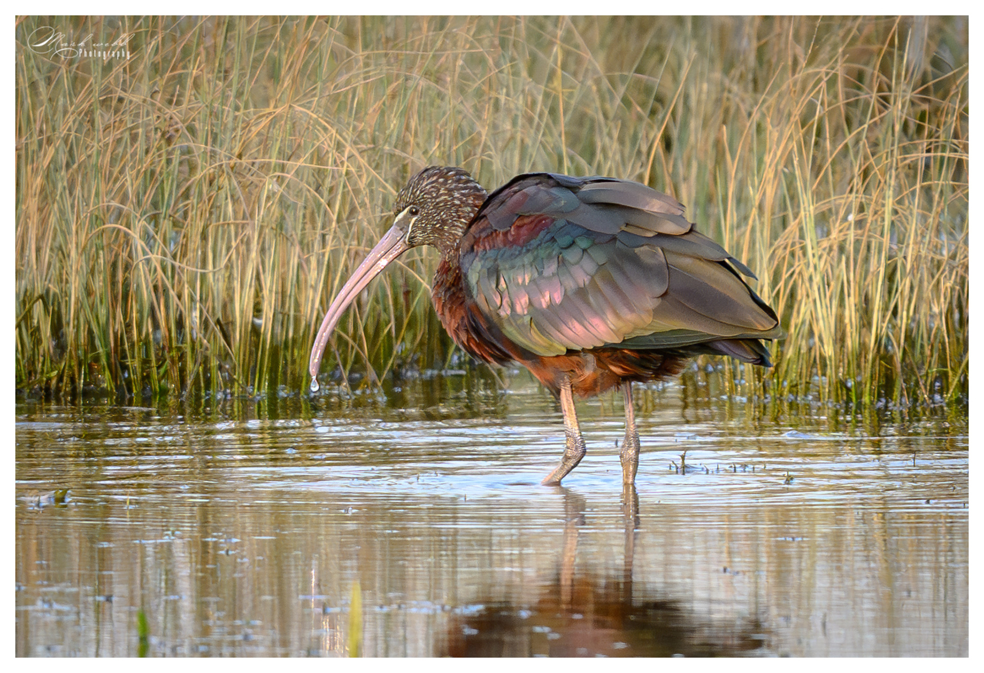 Glossy Ibis Summer Leys March 2026