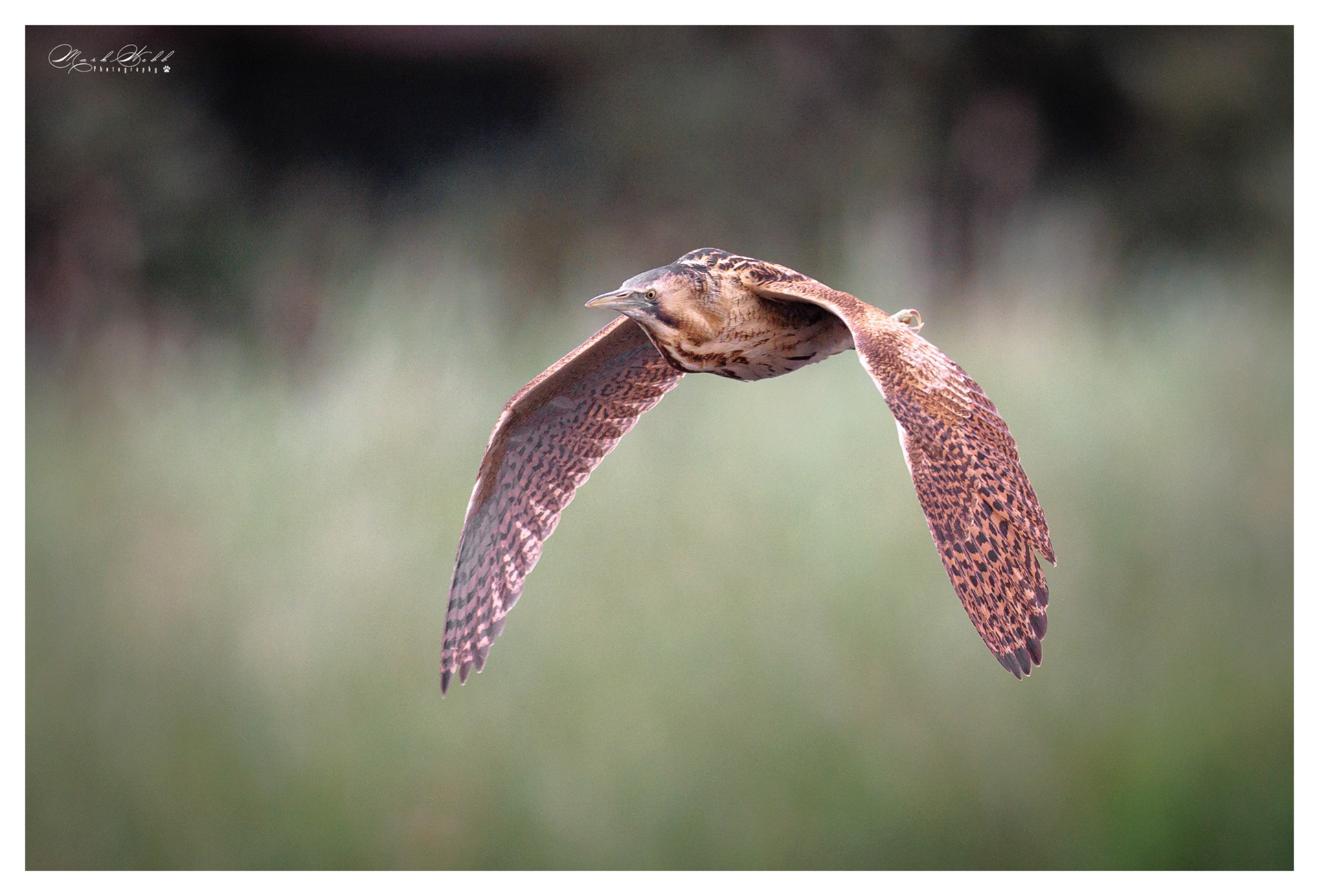 Bittern Woodwalton June 2023