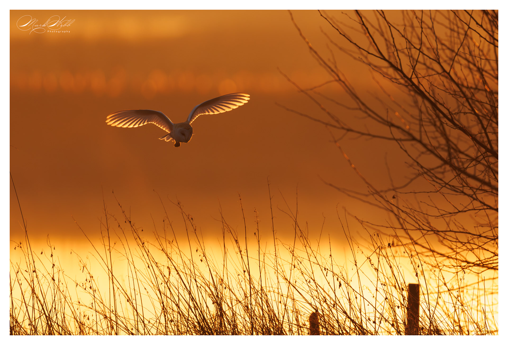Barn Owl Whiston Lock March 2025