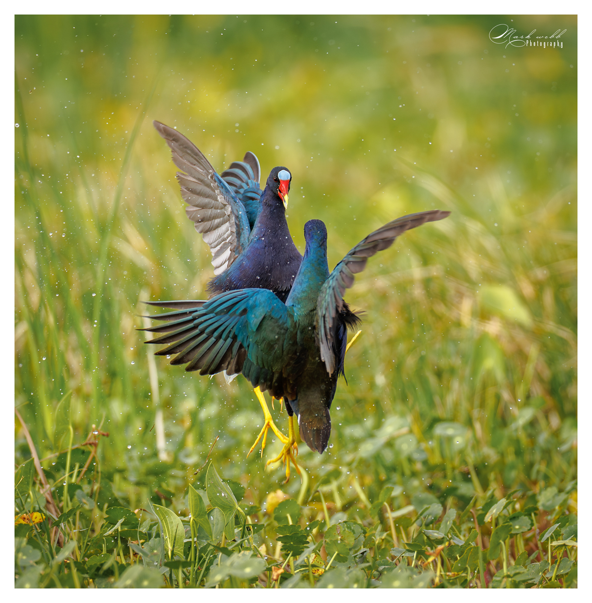 Purple Gallinules