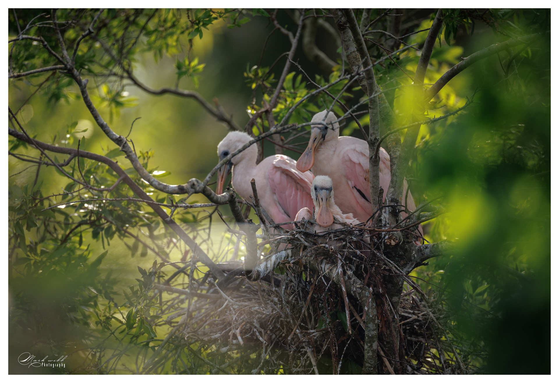 Roseatte Spoonbill Babies