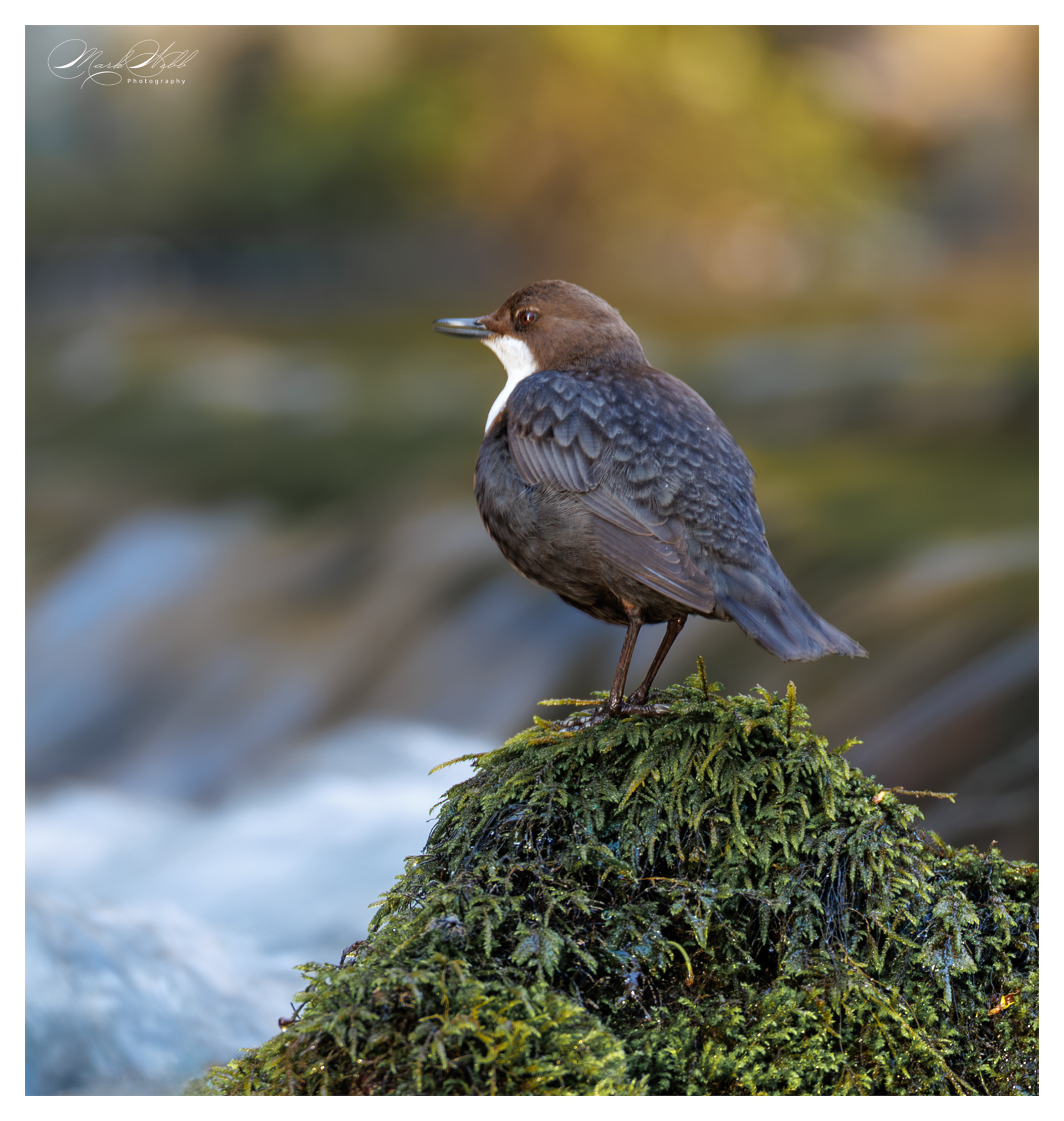 Dipper Millers Dale April 2025