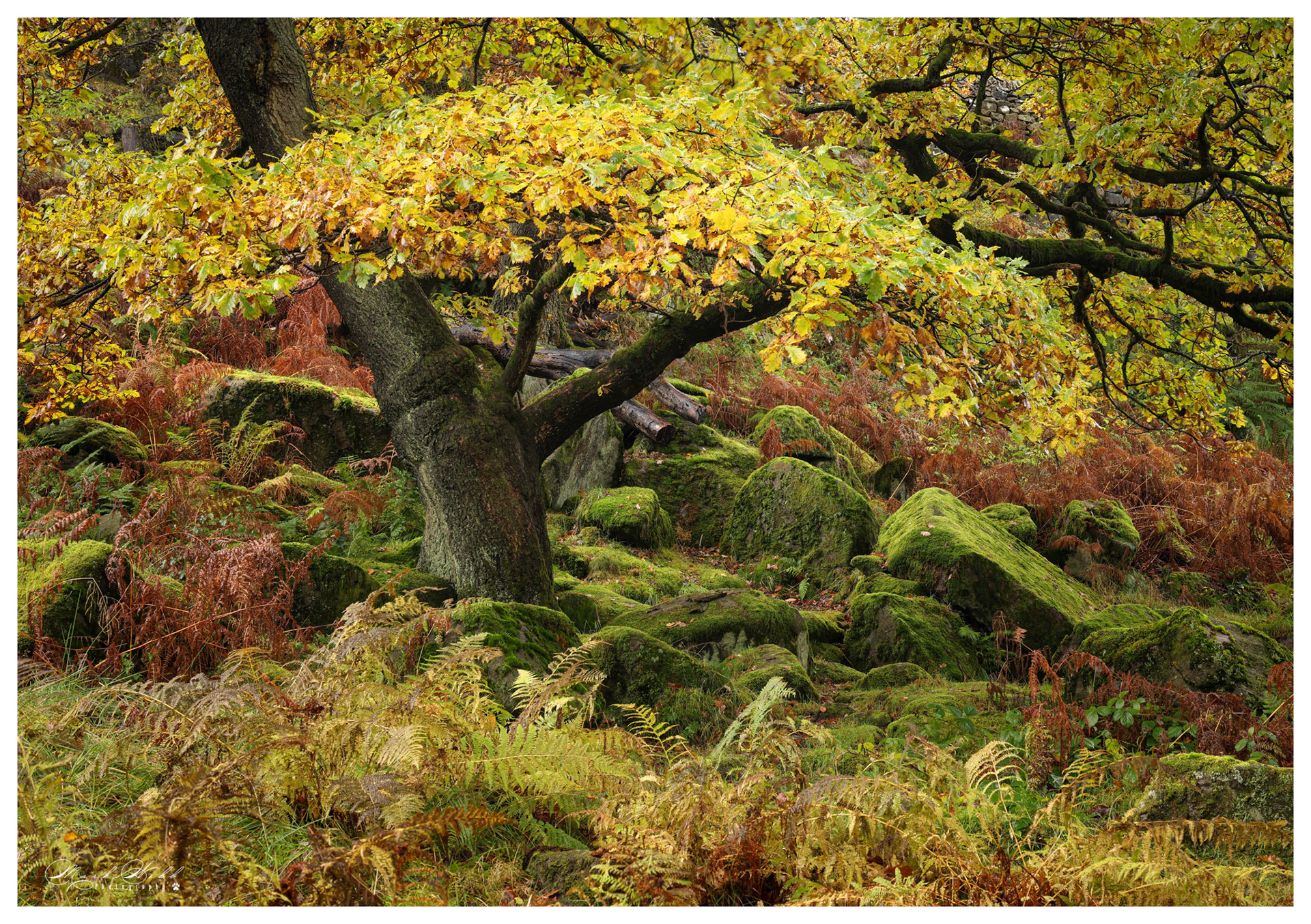 Padley Gorge October 2023