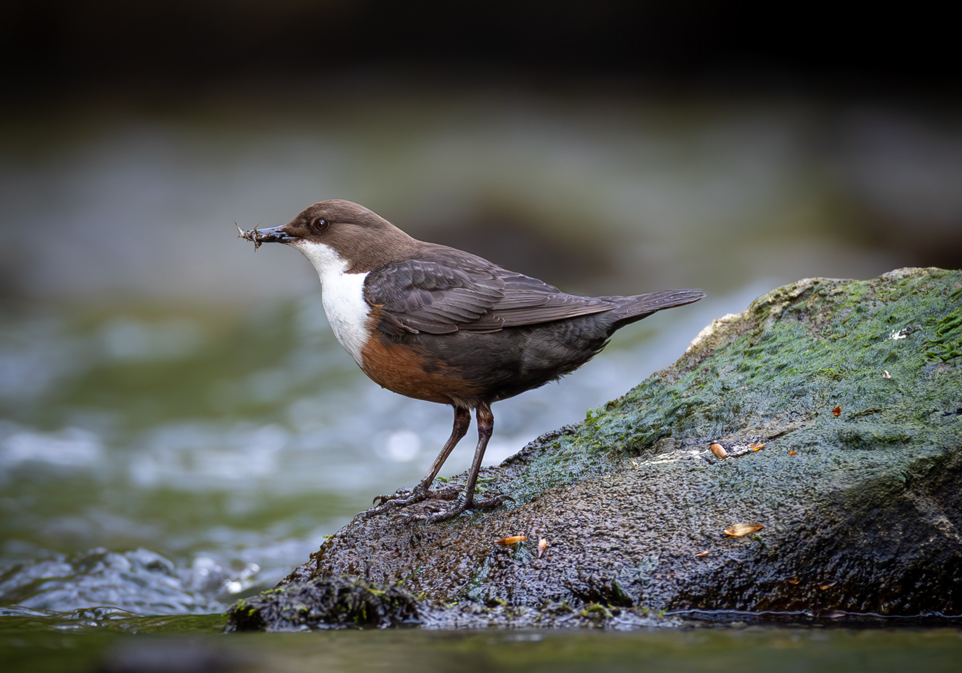 Dipper Millers Dale April 2024