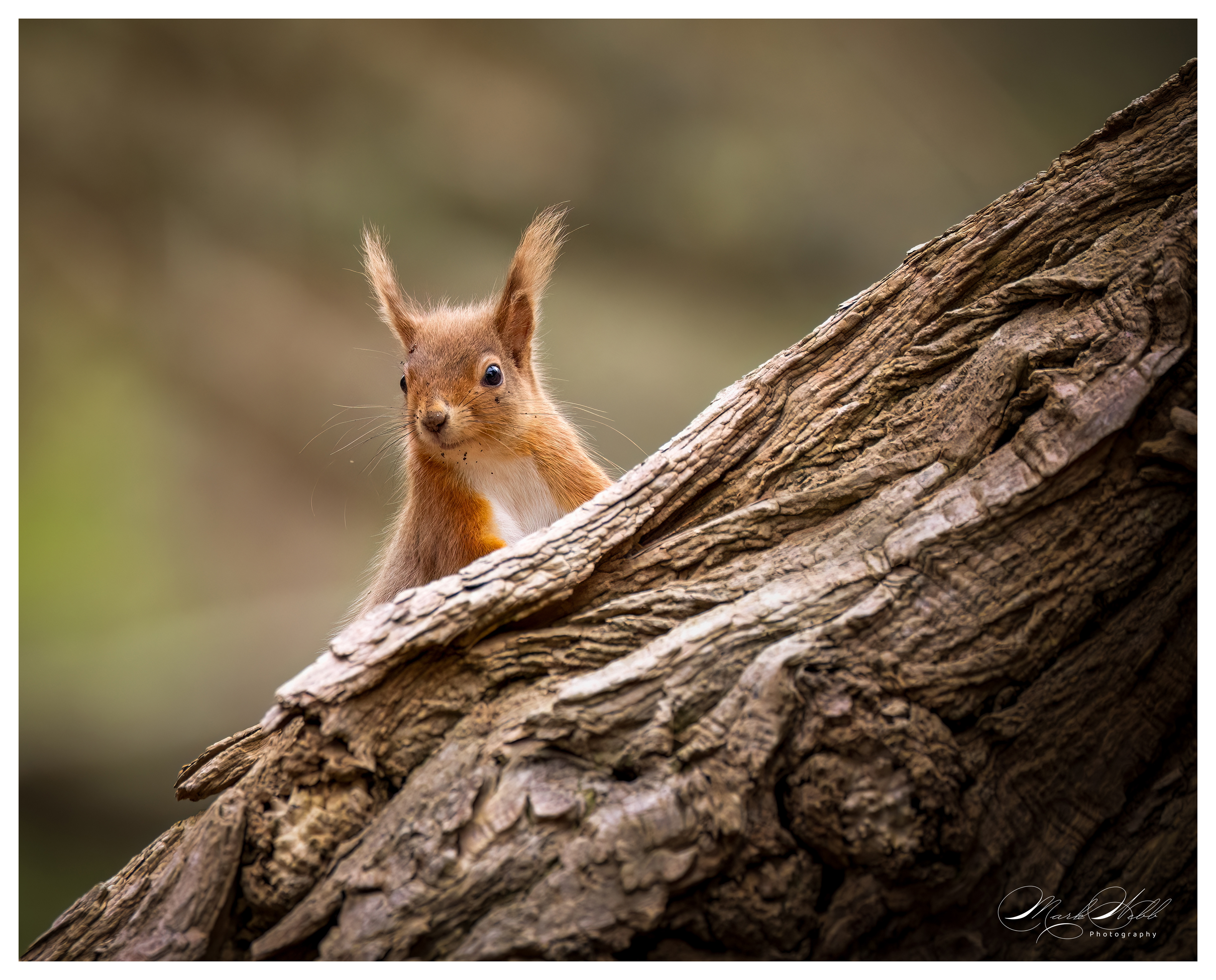 Red Squirrell Brownsea Island March 2024