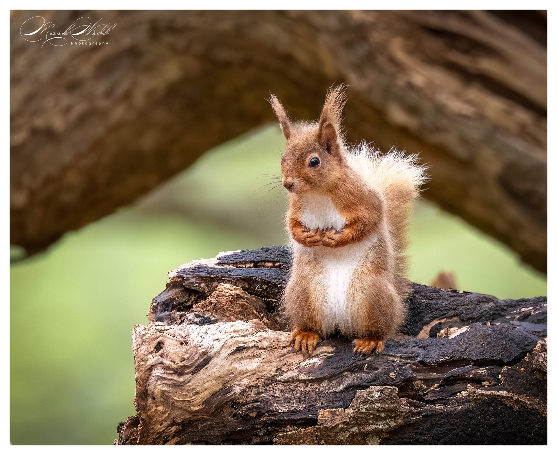 Red Squirrell Brownsea Island March 2024