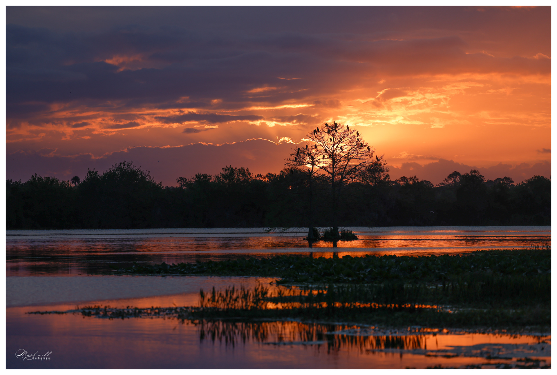 Orlando Wetlands Sunrise