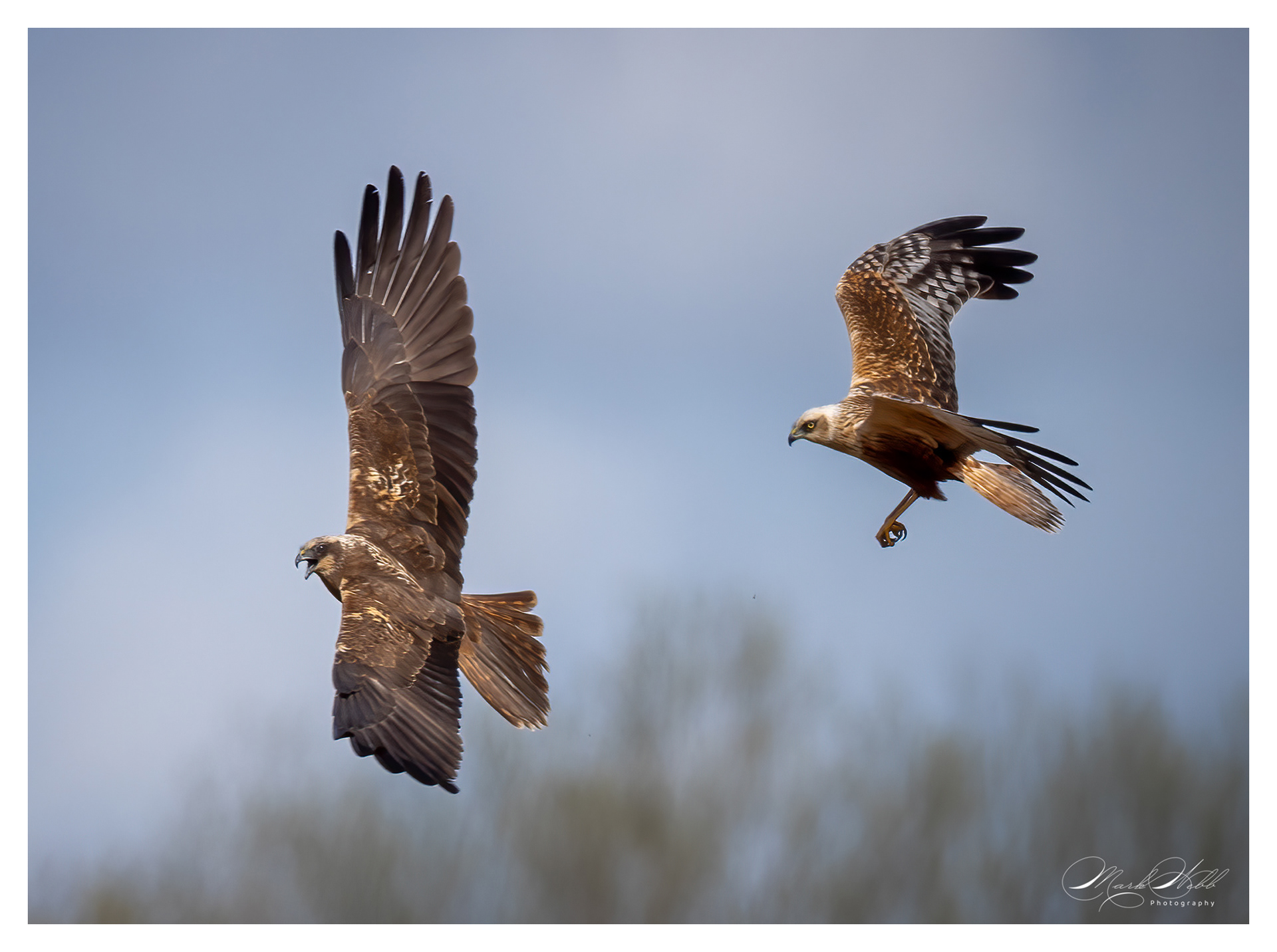 Marsh Harriers Fowlmere March 2024