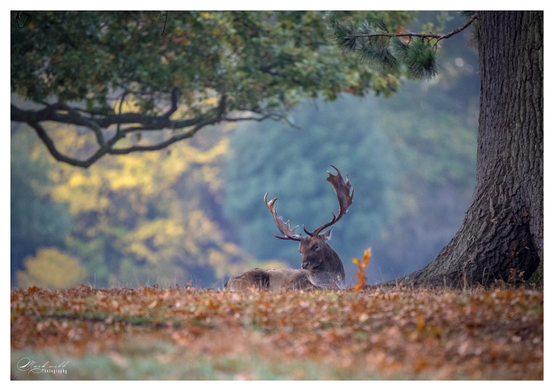 Fallow Deer Bushy Park October 2025