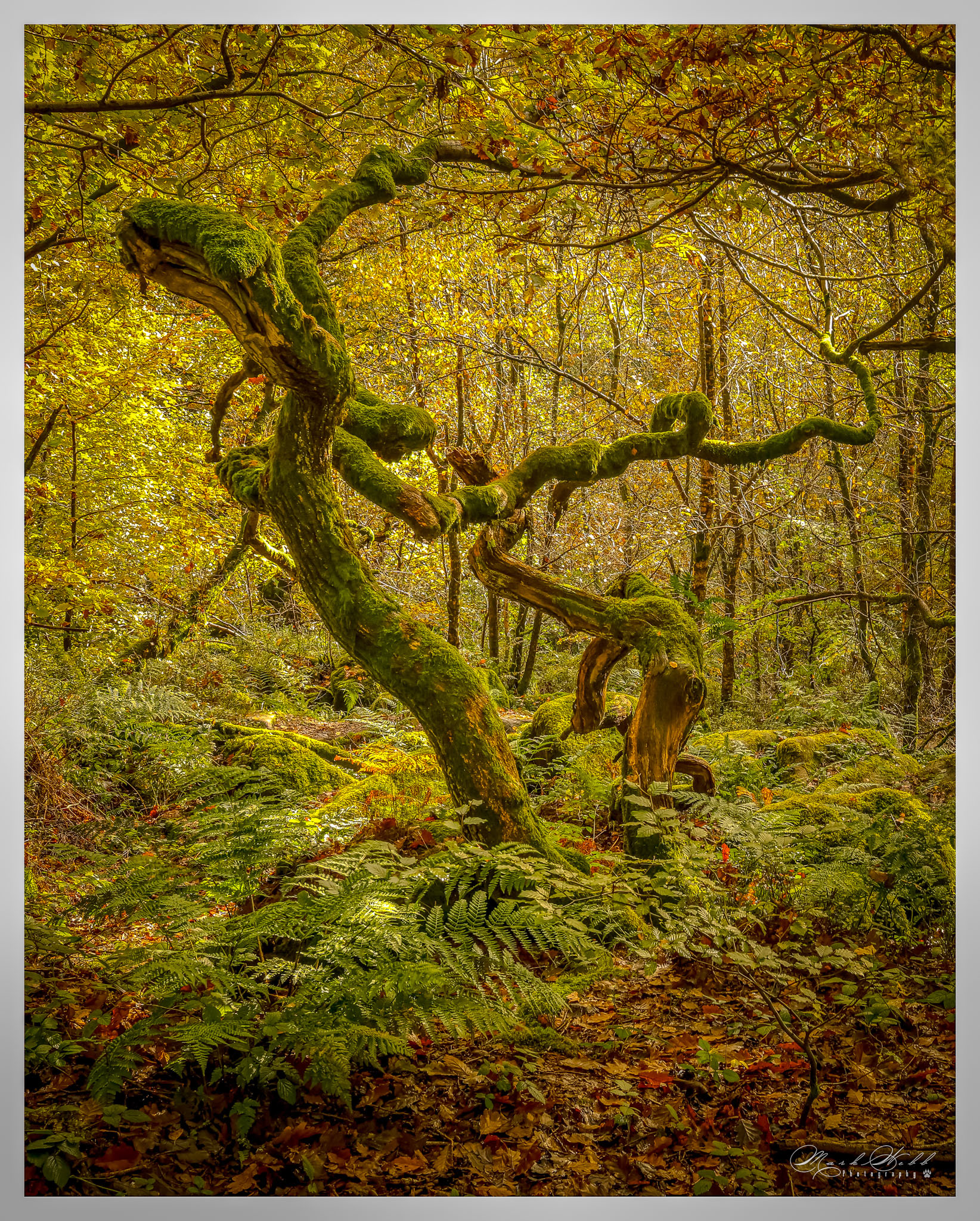Padley Gorge October 2023