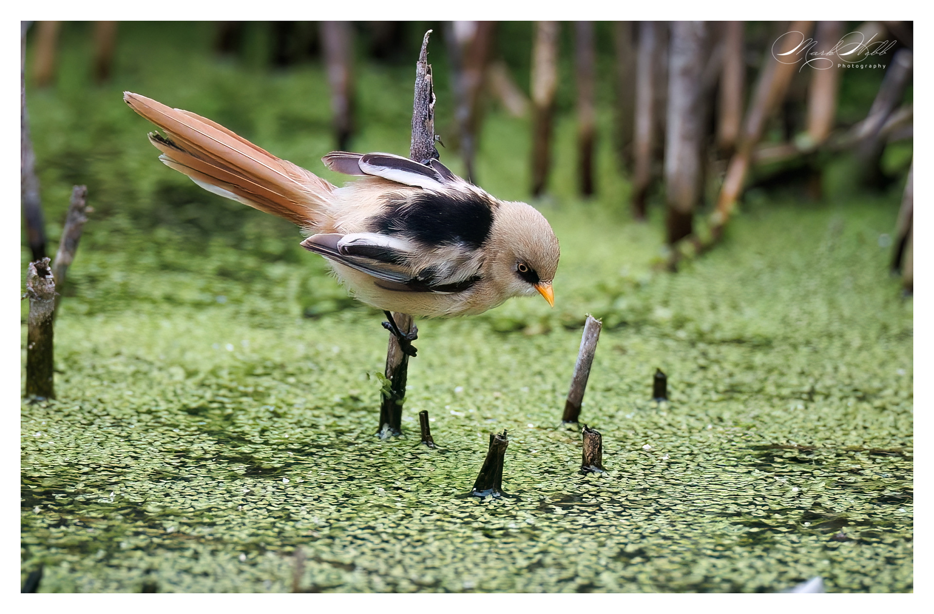 Bearded Reedling Rainham Marshes July 2024
