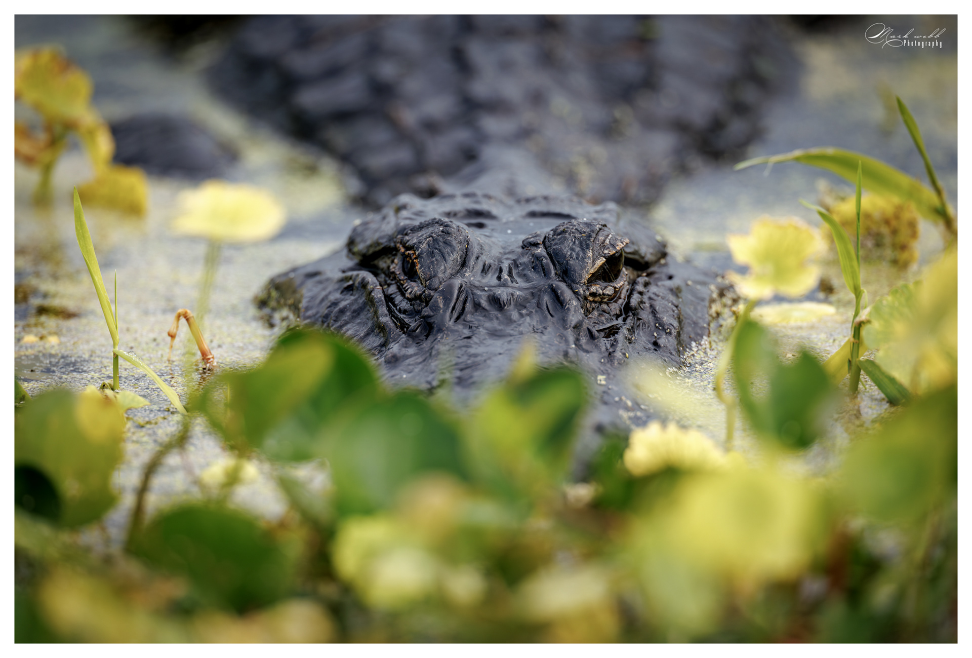 Alligator