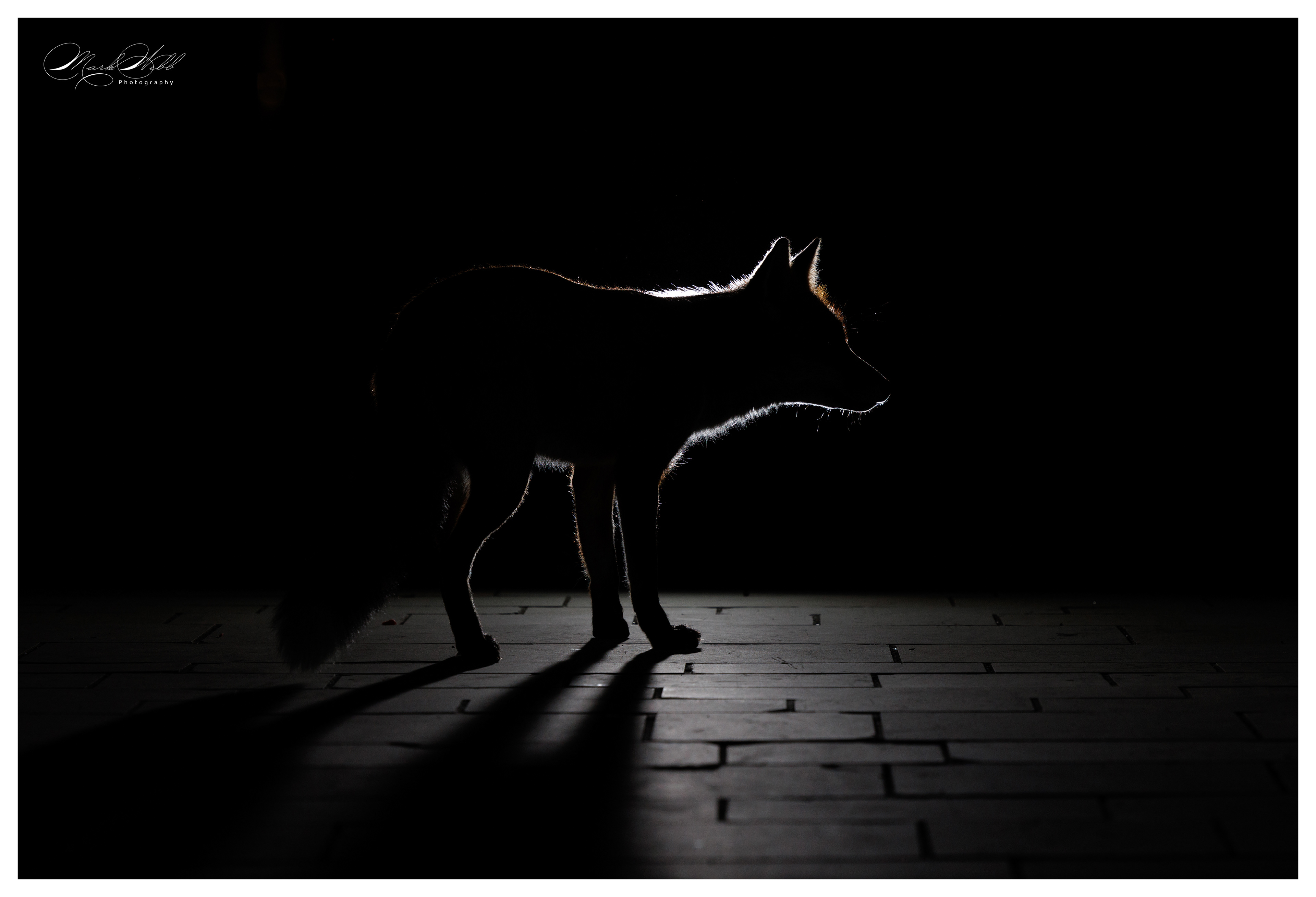 Bristol Foxes September 2024