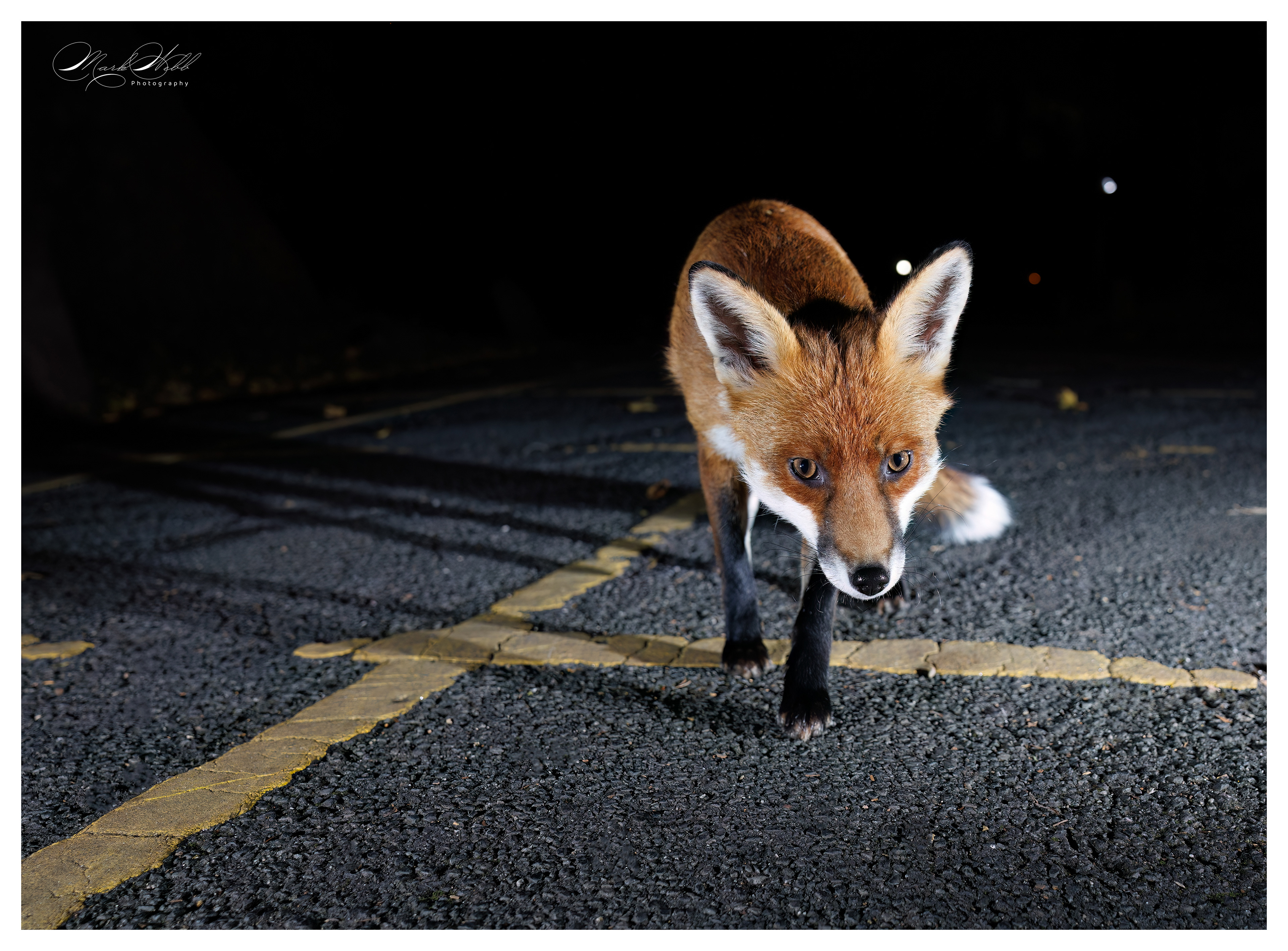 Bristol Foxes September 2024