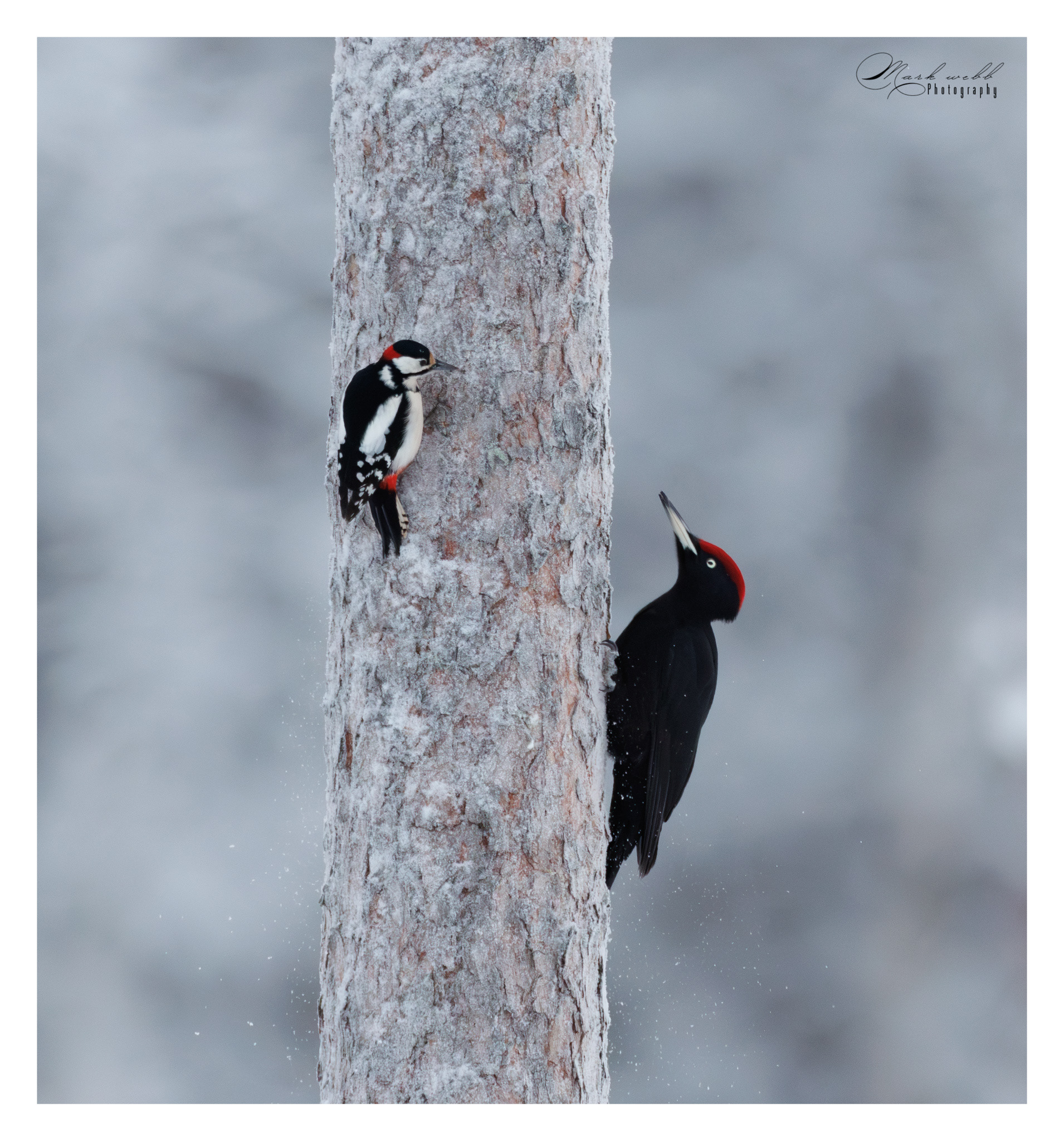 Black Woodpecker v Great Spotted WP