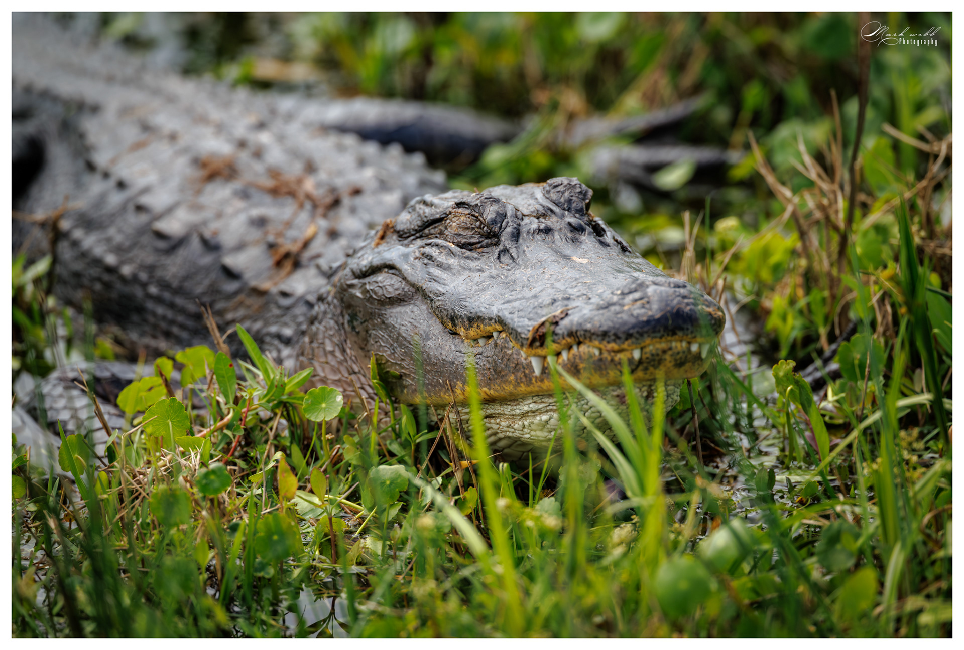 Alligator