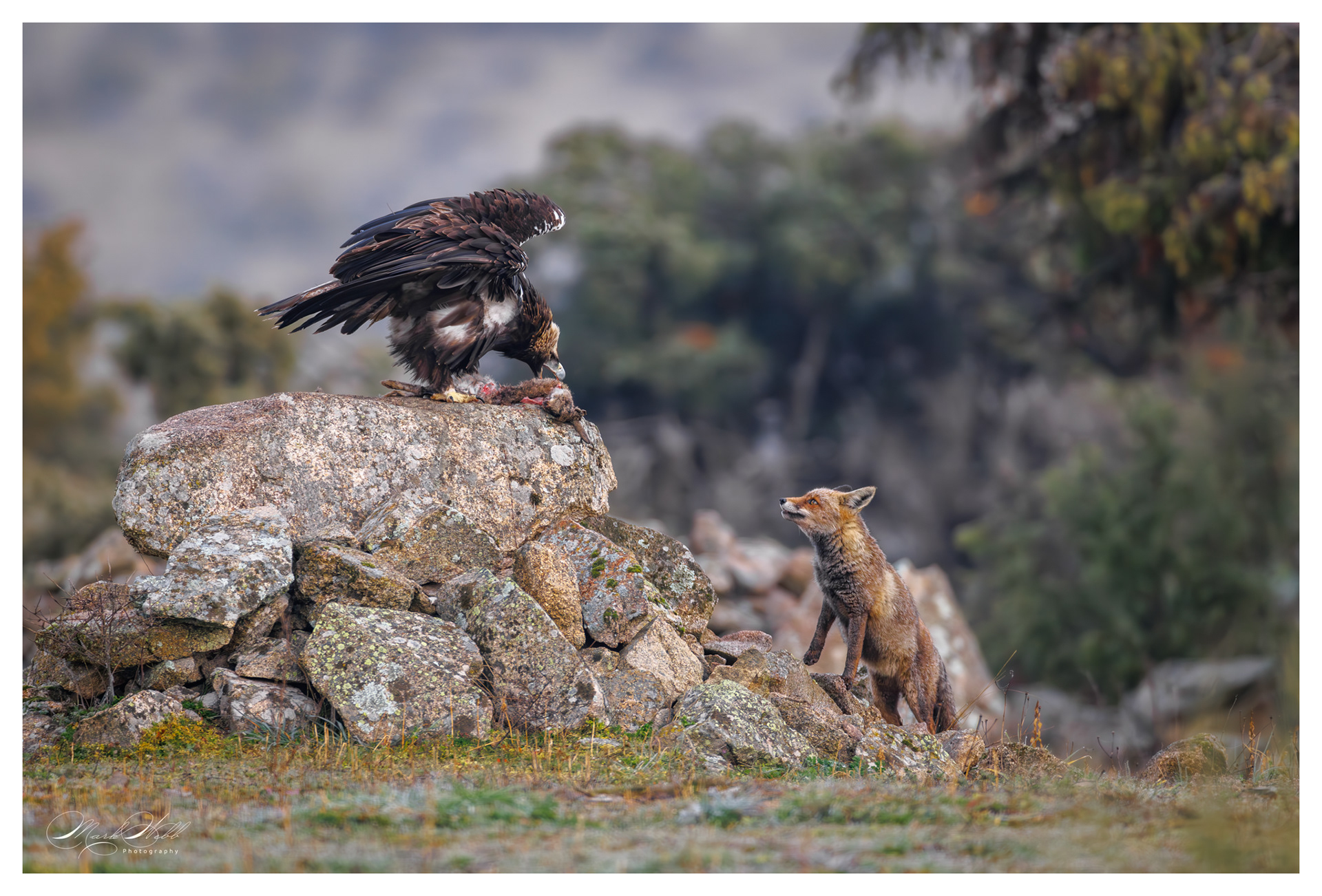 Spanish Imperial Eagle v Fox