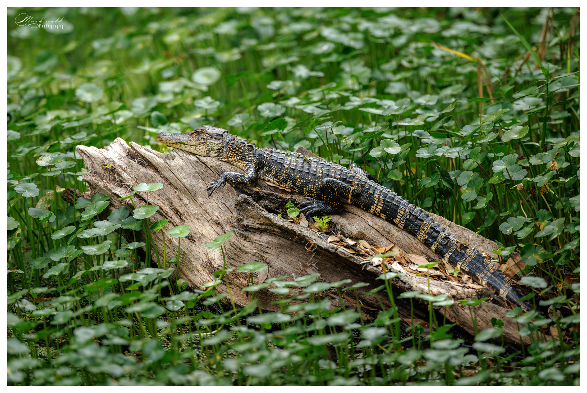 Alligator