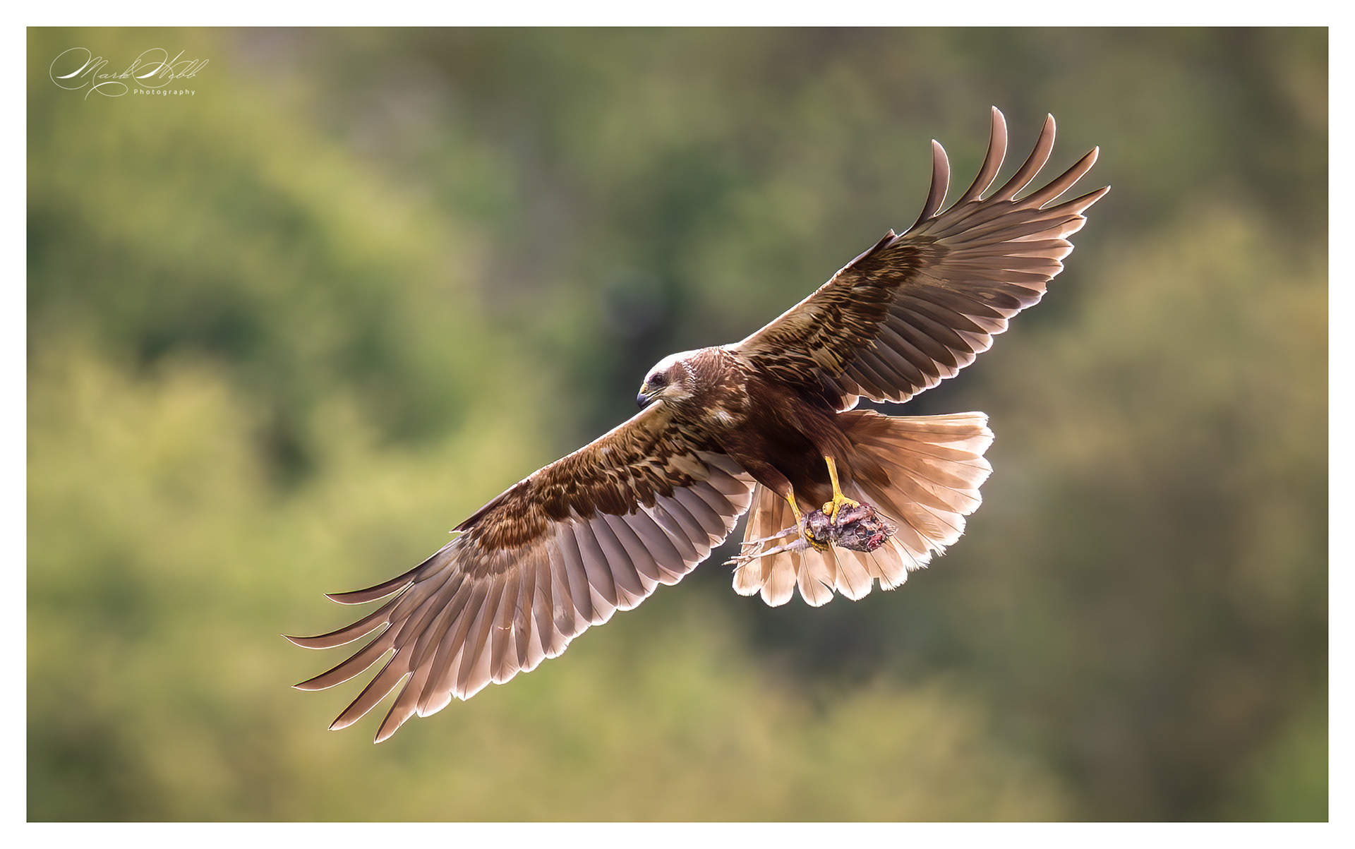 Marsh Harrier Woodwalton June 2024